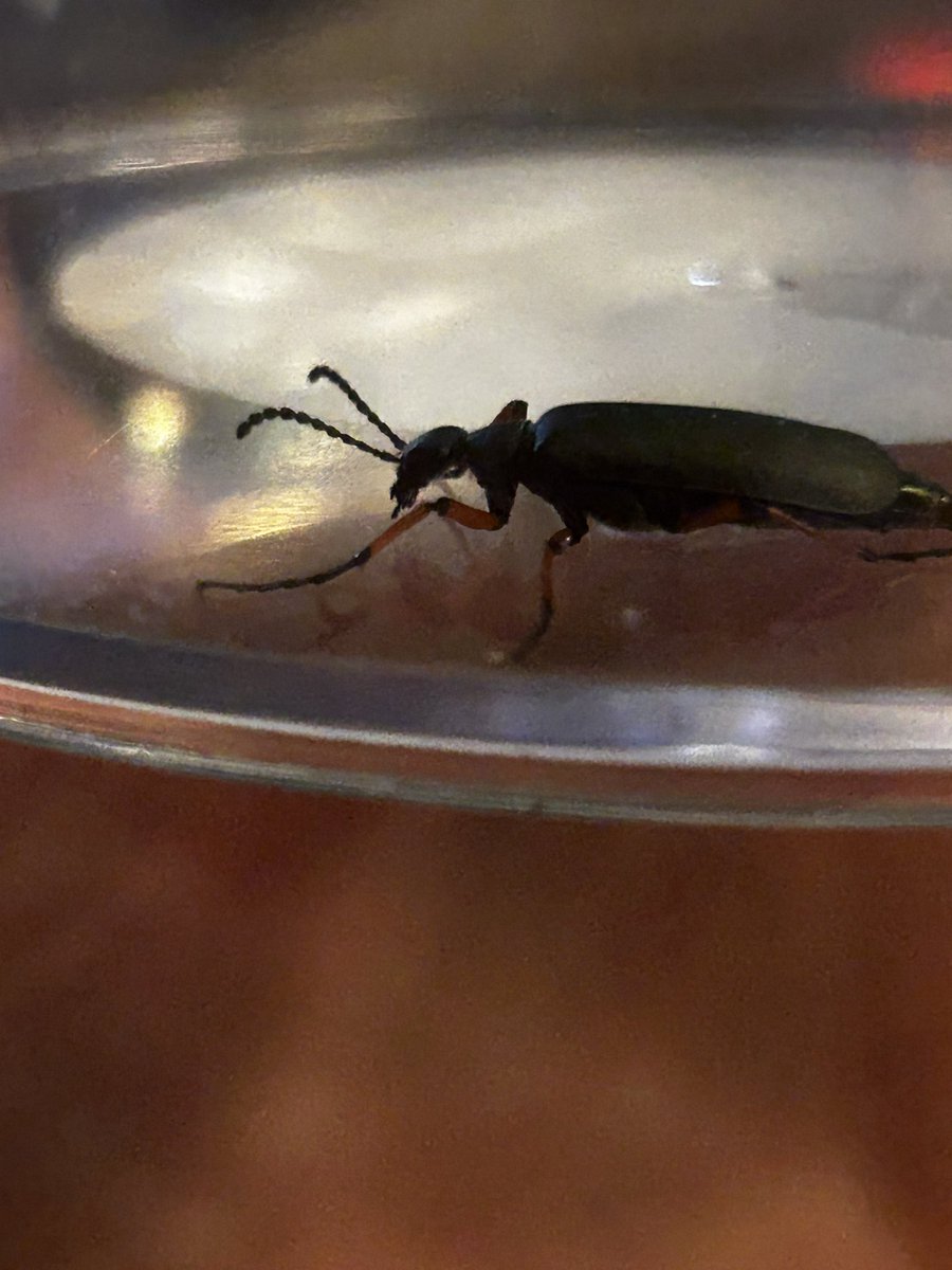 unknownsole1's tweet photo. This little guy landed on me. I only had a minor break down.
He’s beautiful! What is he?!
#bugidentify #insect #cutebug #bugs https://t.co/YnxTiy9W79
