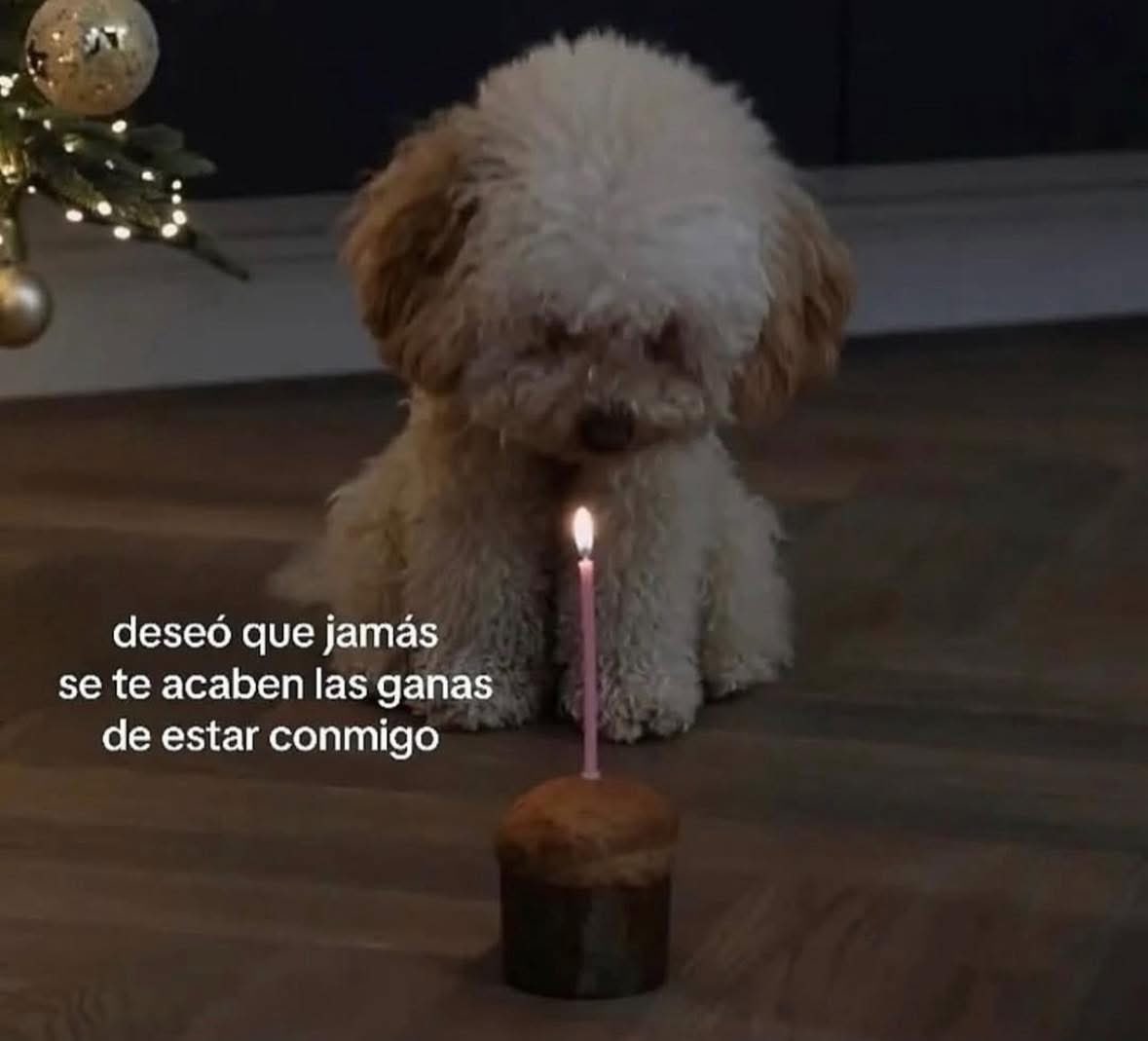 Dilo con perritos tweet media