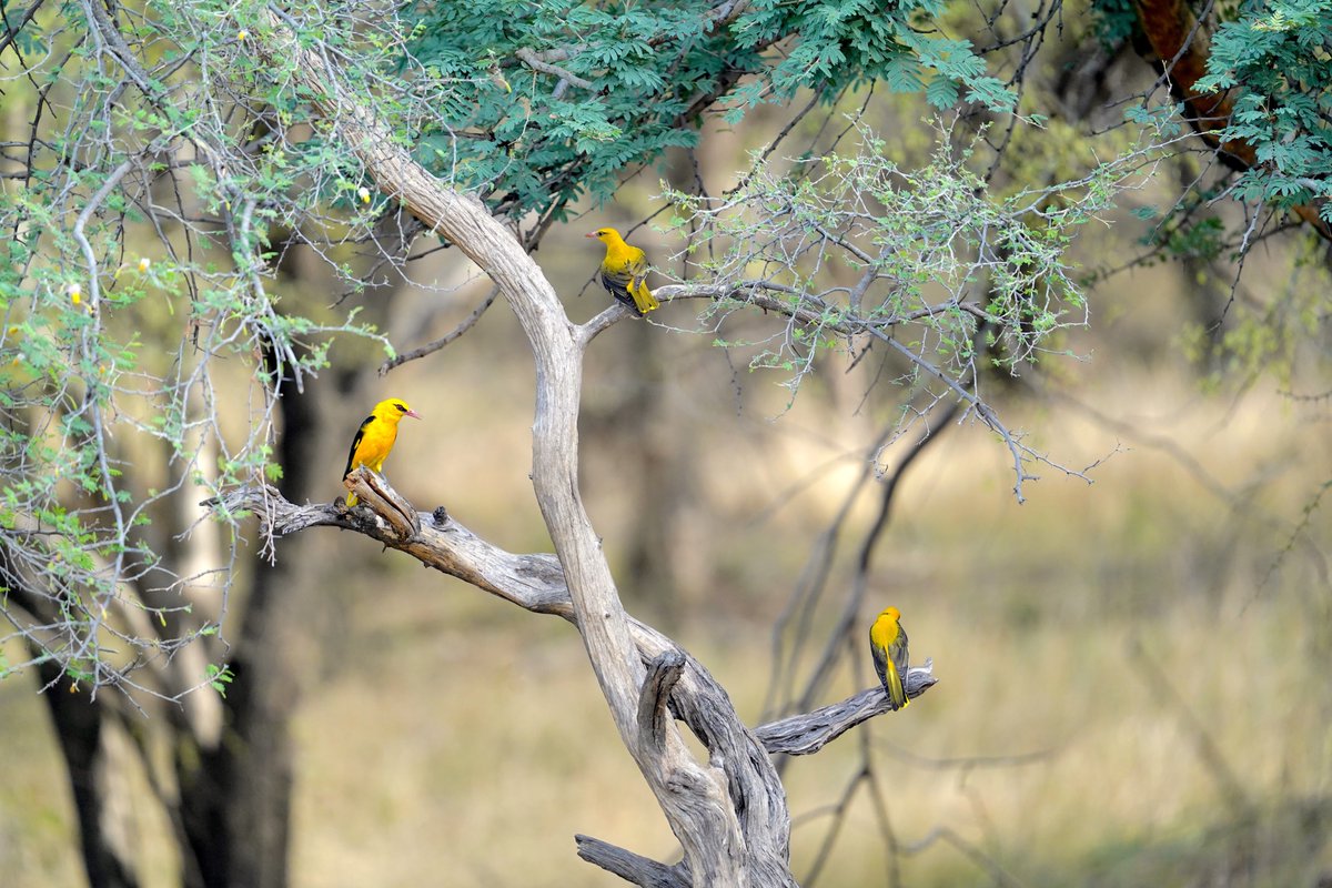 All in! Here's an entire family of Indian Golden Oriole, also known as "पीलक" (Peelak) - yellow in Hindi. It is also called "amrapakshi" in #Sanskrit, meaning mango bird. #Ranthambore #IndiAves <a href="/IndiAves/">IndiAves</a> #ThePhotoHour #BirdsSeenIn2025 #BirdPhotography #Nature #Birding