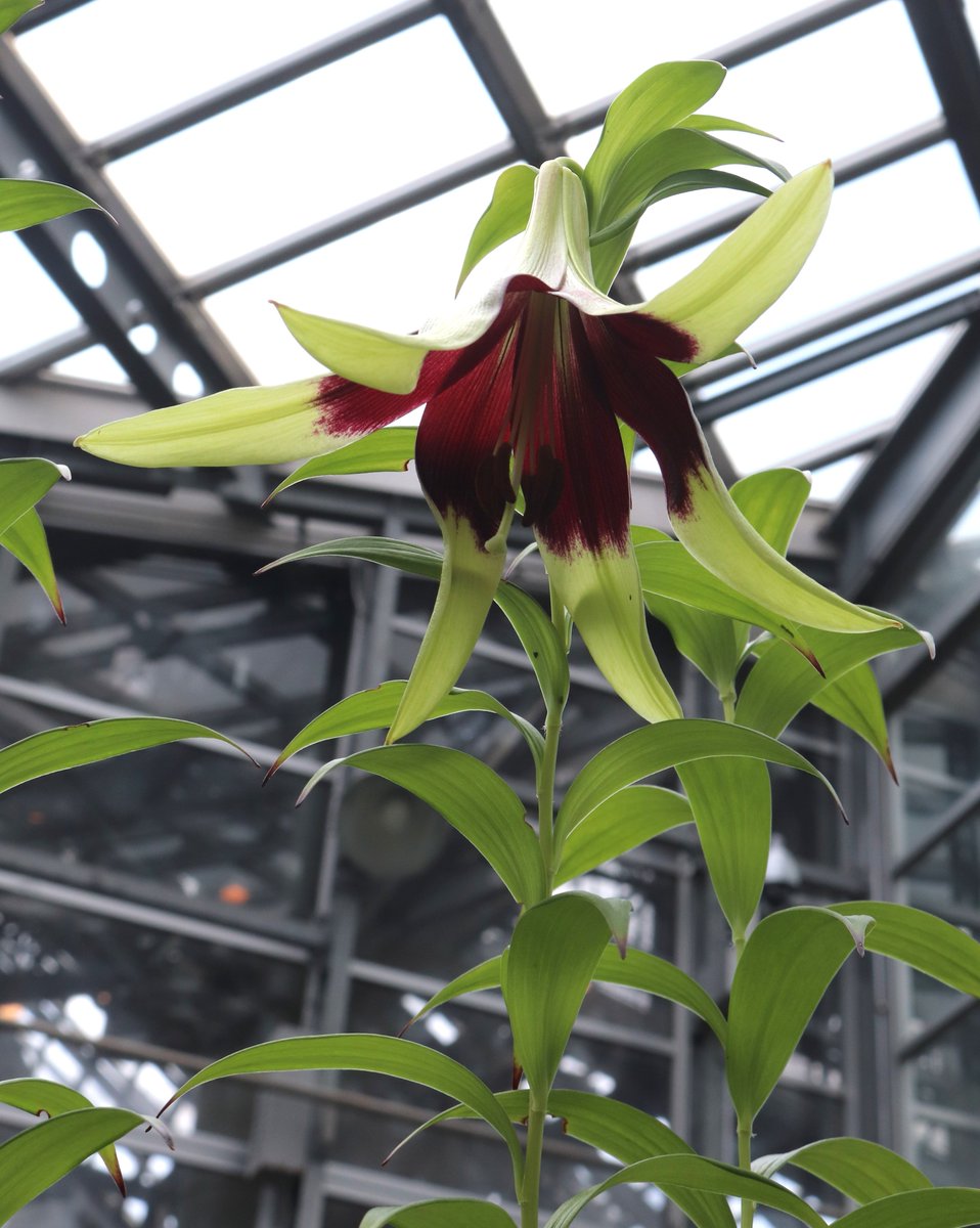 #高山植物室 では  #リリウム・ネパレンセ 和名 #ウコンユリ が開花しています。
ヒマラヤ～中国・東南アジアにかけてが原産のユリ属の1種で、和名は淡い黄色の花色を香辛料のウコンに見立てたものです。
#咲くや開花情報　#咲くやこの花館