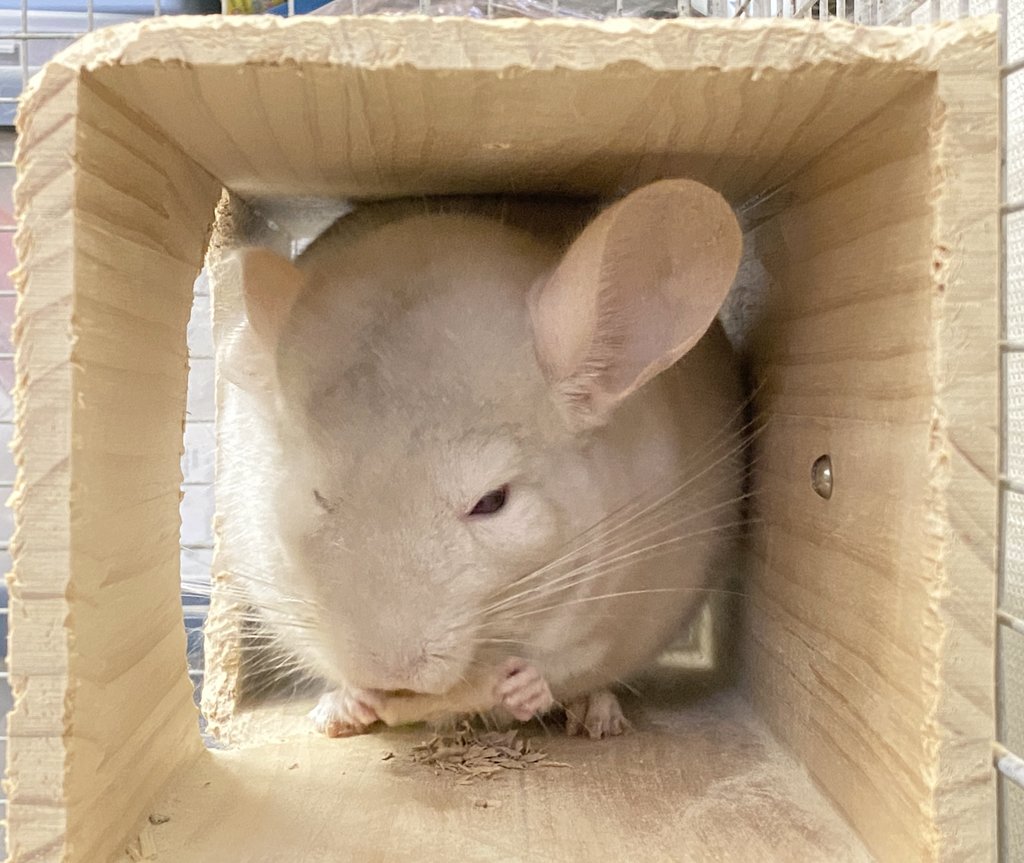 ラニちゃんのお家から、何やら「カリカリ」齧る音が…

見てみると、楽しそうな表情で一生懸命に齧り木をかじっていました♫

両手で持つ姿も可愛い♡