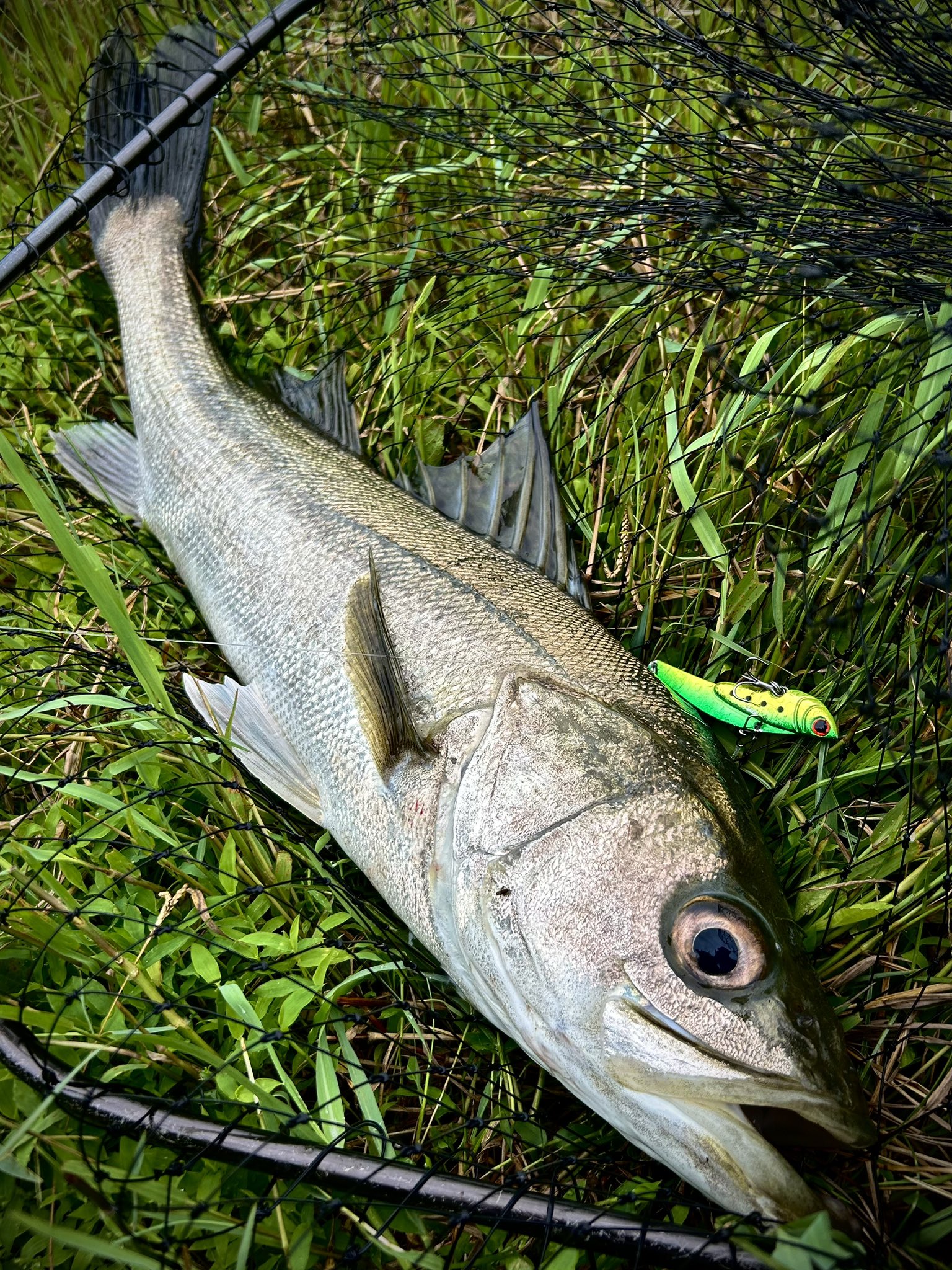 シゲです。魚 ふかせ鮭鱒(けいそん) | がまかつ