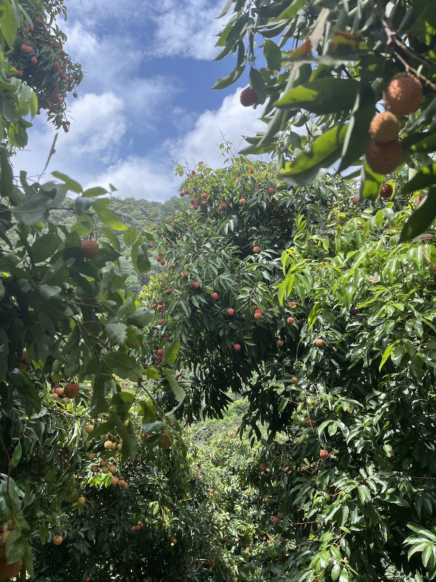 Qaz91255's tweet photo. 漫山遍野的荔枝树🌳😍 https://t.co/wUqCEtvtyR