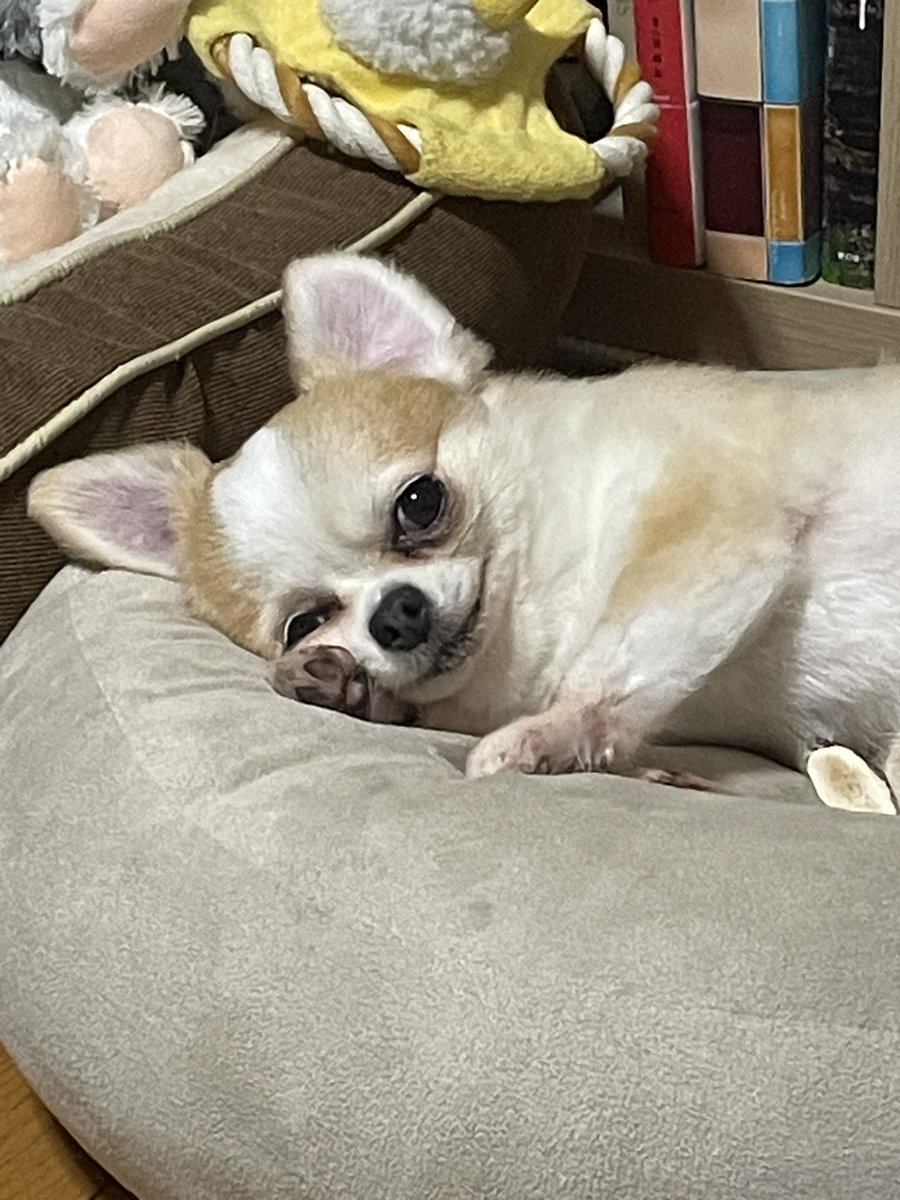 に (@donyoku_jp) on Twitter photo 