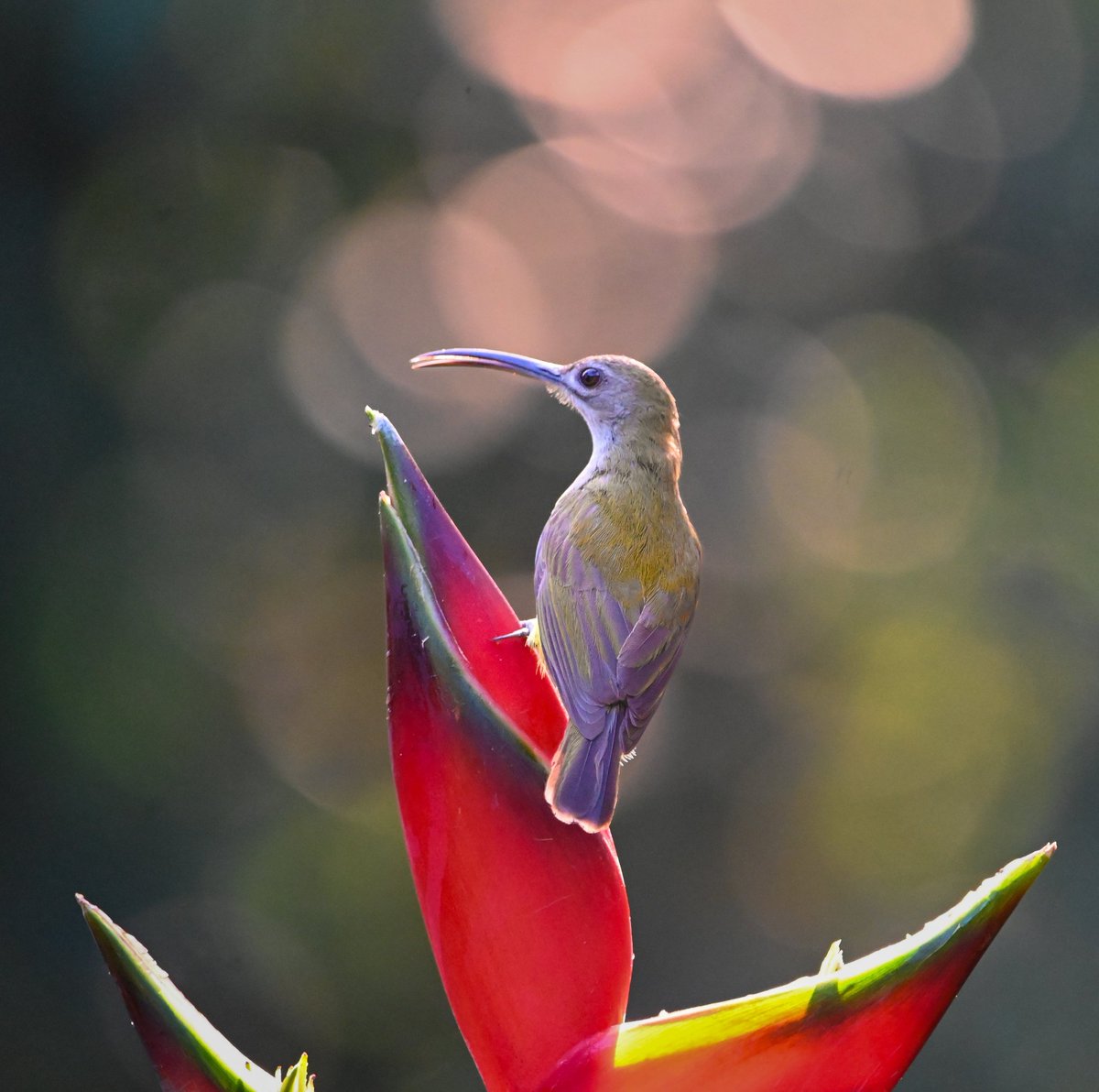 #1918 Little Spiderhunter 

An acrobat!! 

#dailypic #IndiAves #TwitterNatureCommunity #birdwatching #ThePhotoHour #birdphotography #BBCWildlifePOTD #natgeoindia