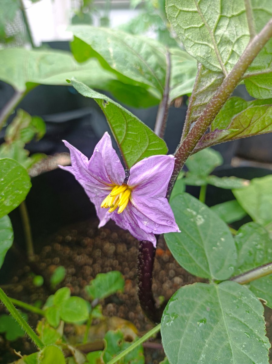 CompassLab8's tweet image. ここ数日の雨で復活しました。
なすの花言葉は、つつましい幸福だそうです…!
#コンパスラボ #塾 #鳥取市 #オンライン塾 #受験生 #中学受験 #高校受験 #大学受験 #日常に潜む学び #塾講師飯テロ部 #家庭菜園 #食育 #企業公式夏のフォロー祭り #企業公式つぶやき部
