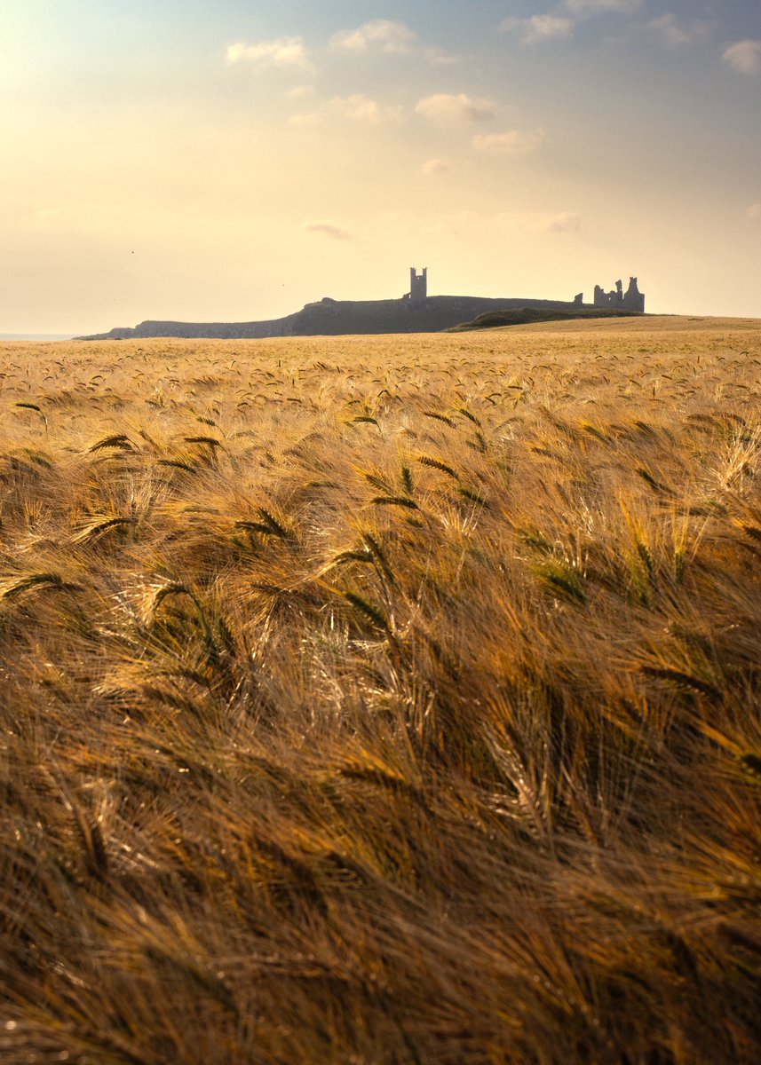 jimscottphoto's tweet image. Summertime in Northumberland.