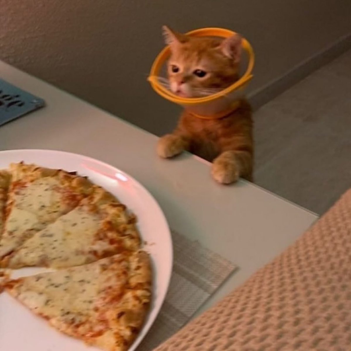 Punch Cat (@punchingcat) on Twitter photo 