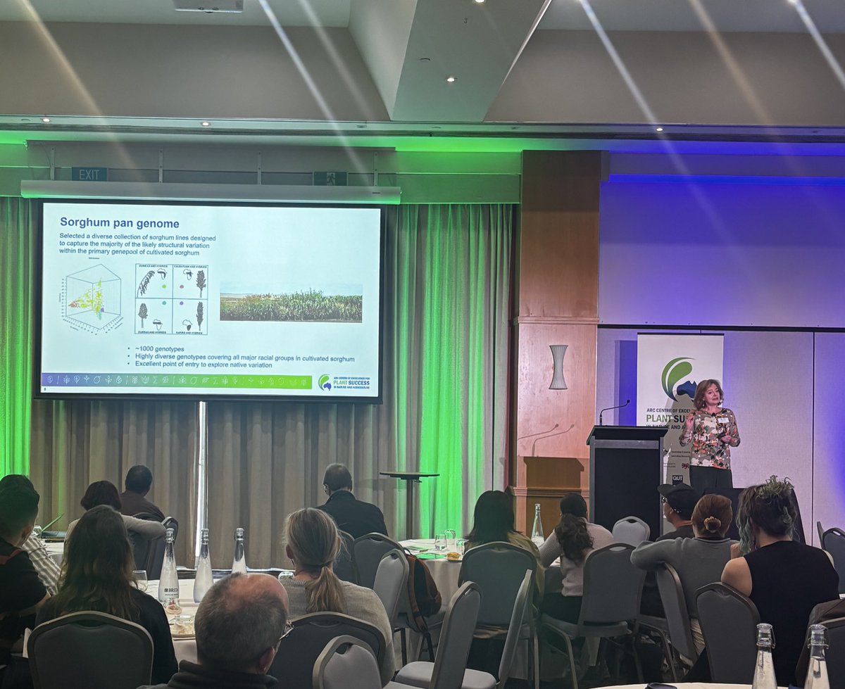 esarafraz's tweet image. An impressive talk by @EmmaOmics , who's been championing the "poor cousin" — sorghum 🌾
Exciting insights into the grass pangenome with rice, maize, and sorghum at the 2025 retreat for @CoEPlantSuccess