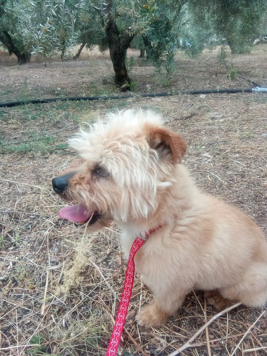 #madrid 
REMO rescatado de las calles de un pueblo 
Tiene 4 años y pesa 6 kg
Cariñoso,tranquilo y agradecido 
NECESITA #adopcionresponsable
Sociable con niños y 🐶
Se entrega chipado,vacunado,desparasitado y CON compromiso de castracion 
CONTACTO📩facenuevavida@gmail.com 
#ADOPTA