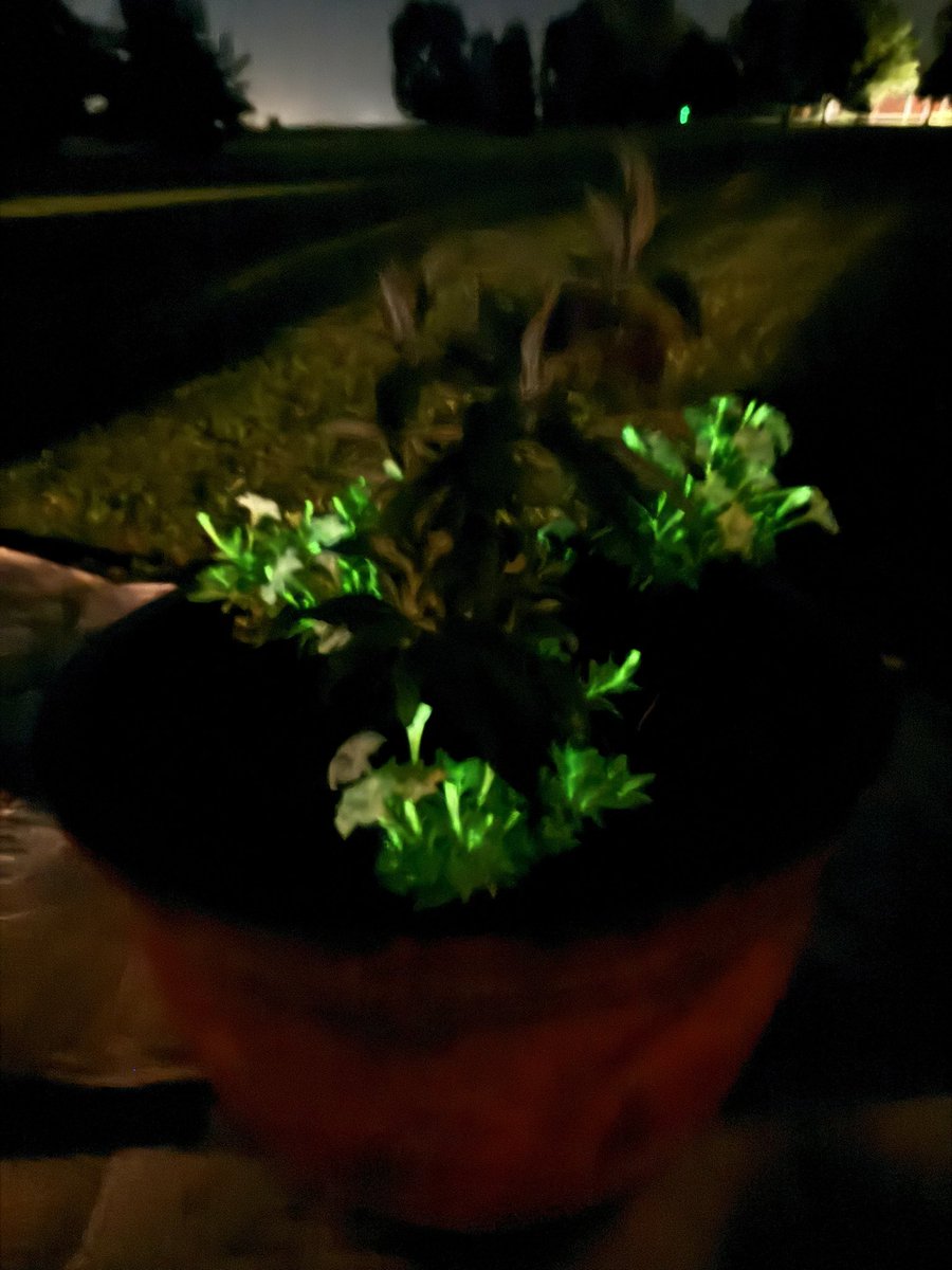 Firefly Petunias are so cool!