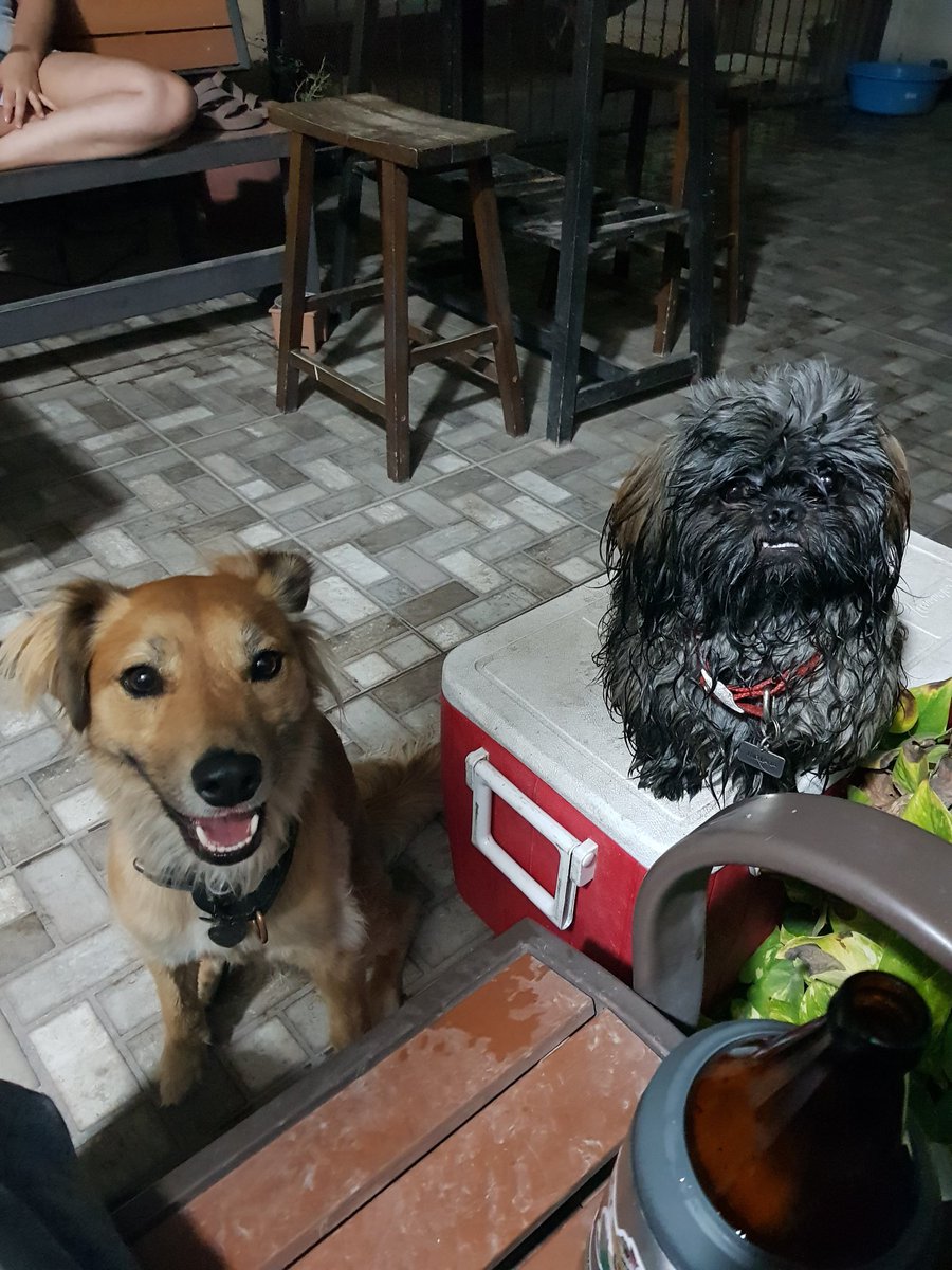 PatySanL's tweet photo. Adivinen cual es el mío.. 😆🤙🏼❤🐶
#Perros #Mascotas #Dogs #Pets #Cachorros #Puppies #Verano #Summer #PerritosJugando #AlAguaPatos https://t.co/kzuapj5DhA