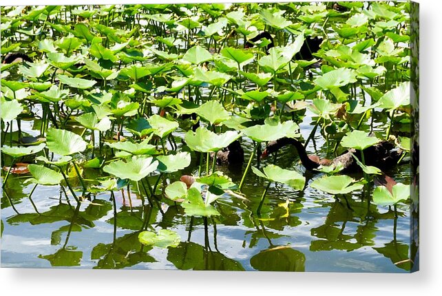 lizette-tolentino.pixels.com/featured/lily-…
The black swan a symbol of transformation. 
"Lily Pad Swan" available in print, home decor and much more. #BlackSwan #NaturePhotography #LilyPadSwan