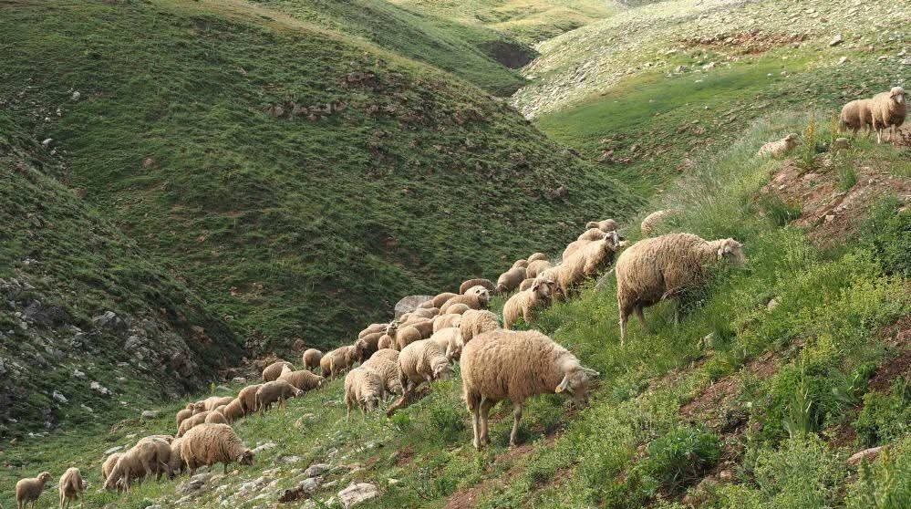 Günaydın