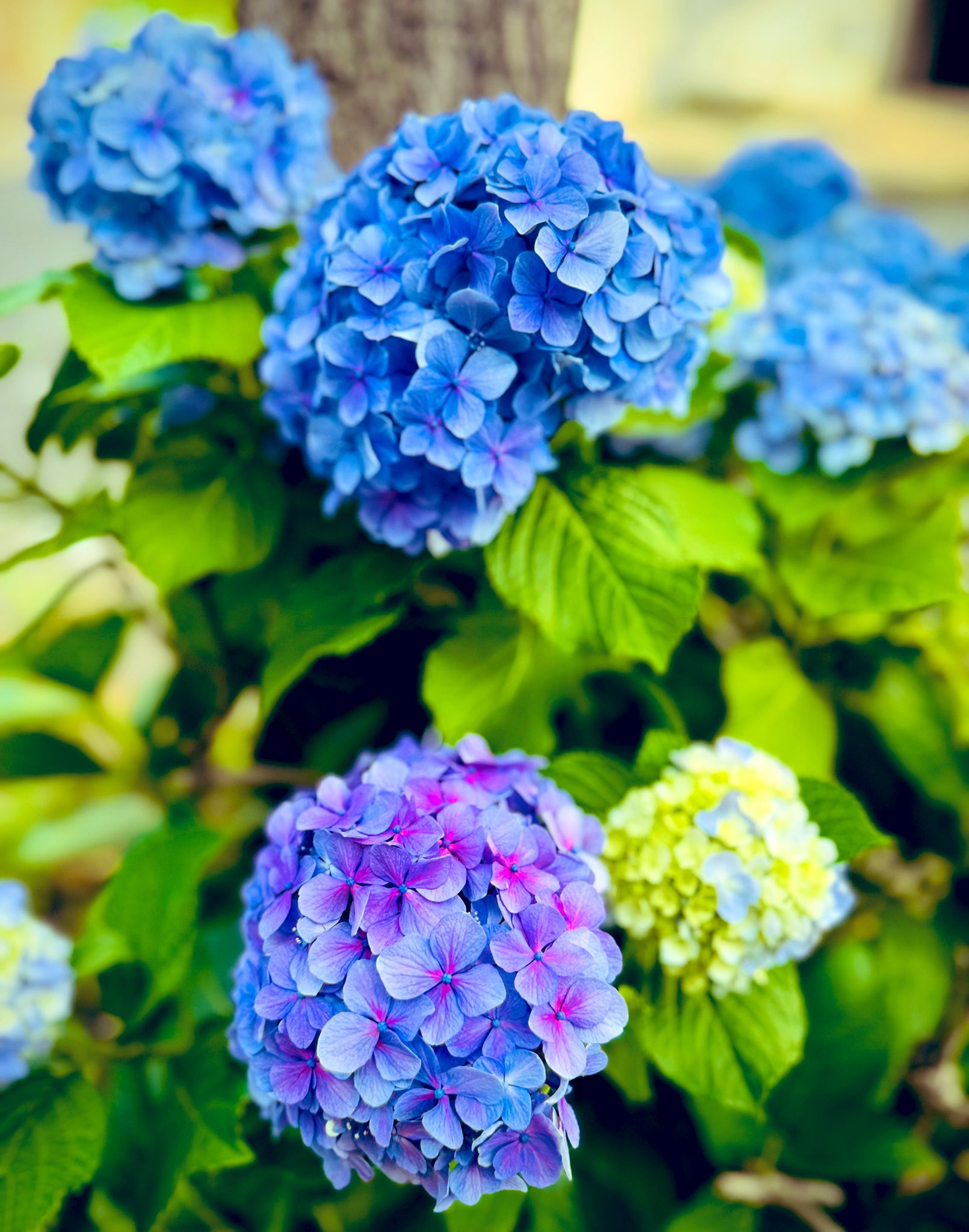 𝐓𝐎𝐌𝐎𝐒𝐔𝐊𝐄 (@_TOMOSUKE_) / X