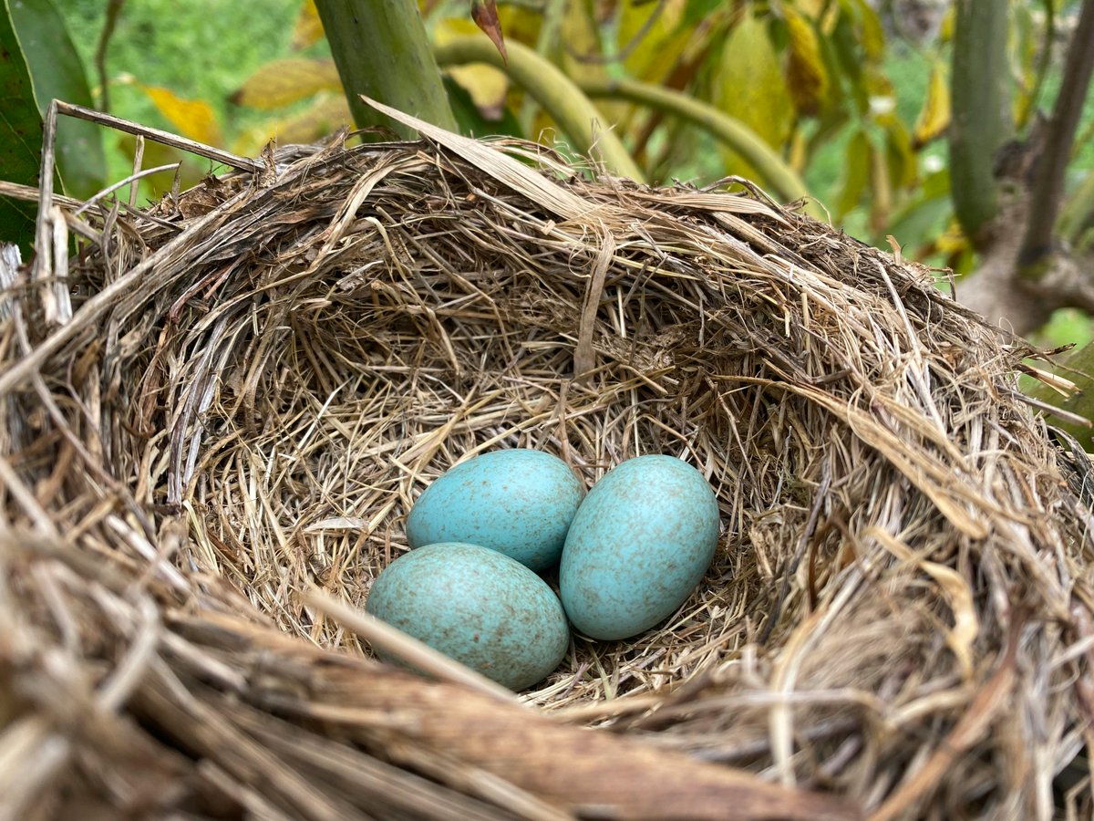 Sunlight_Press's tweet image. Our second day of poetry features Cam McGlynn and her poem, "Granny Crabapple Is Dying."
bit.ly/3TCCFpf