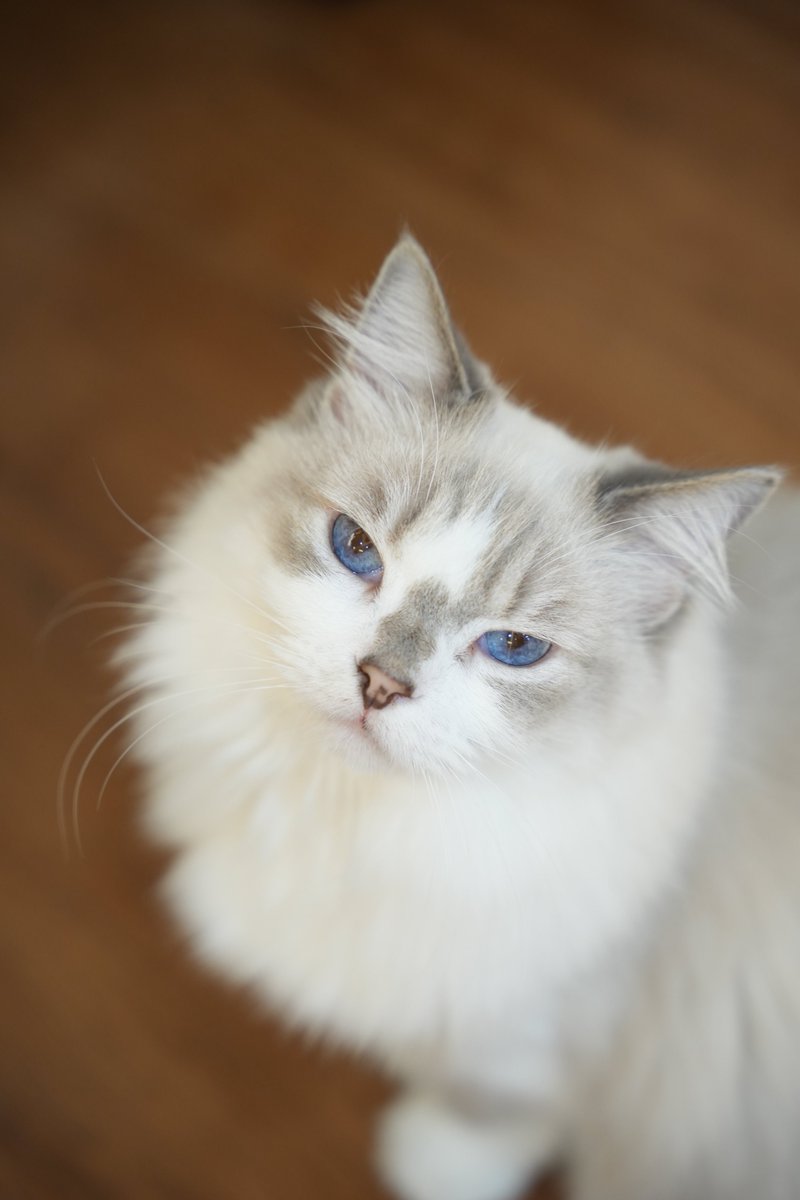 intern_kun🐾 (@internkun_neko) on Twitter photo 