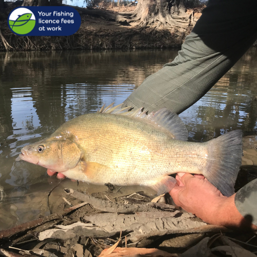 Did you know that a survey of the Wimmera River last year found nearly 73% of golden perch were over the minimum size of 30cm, the biggest measuring 57cm? 

Learn more about native fish populations in the Wimmera River and 9 other Victorian waterways at 
ari.vic.gov.au/research/envir…