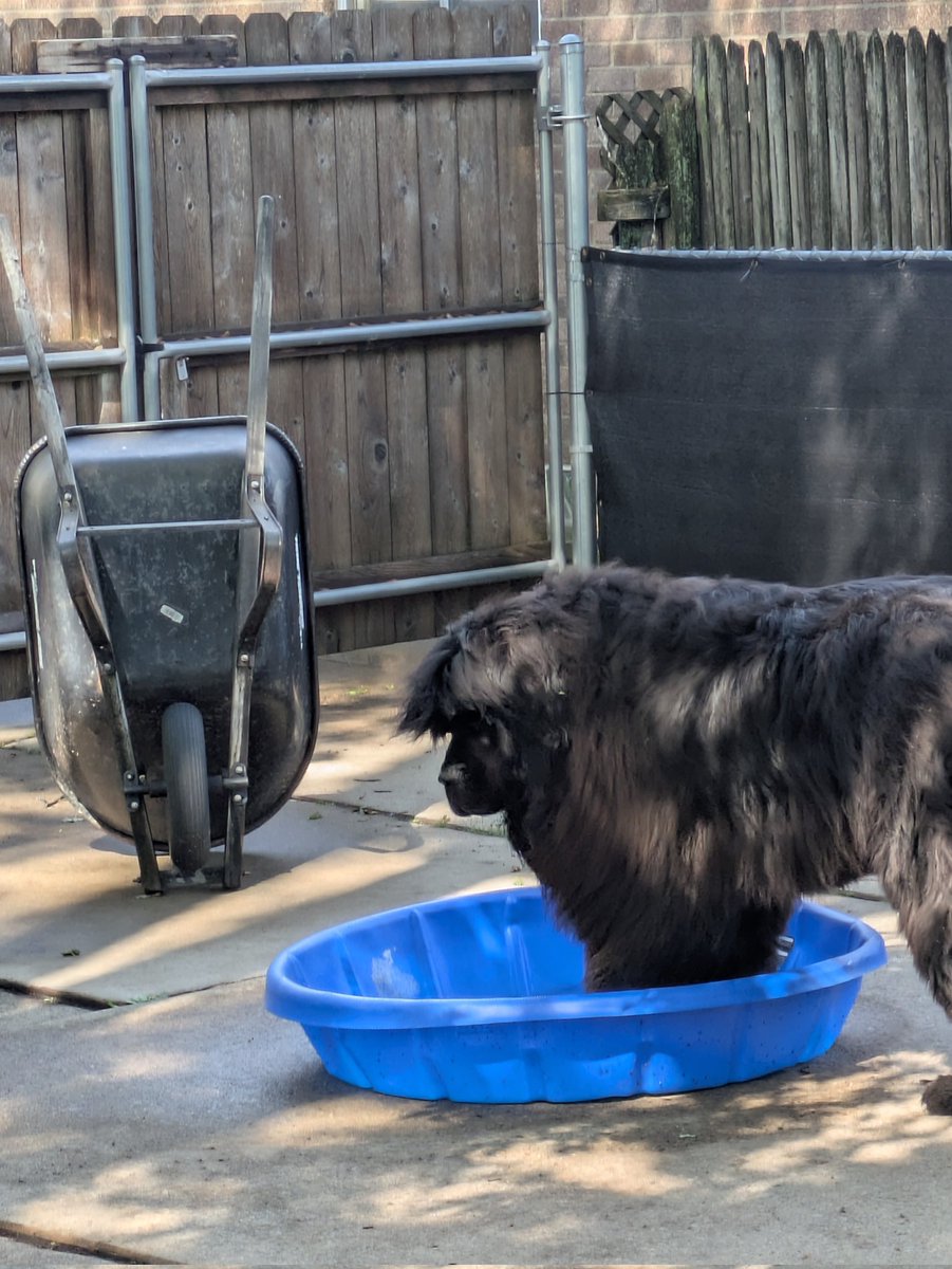 SteveBrush7's tweet photo. @shyxangell Baloo would love 💓 to meet you too!! https://t.co/yDizFo1XIQ