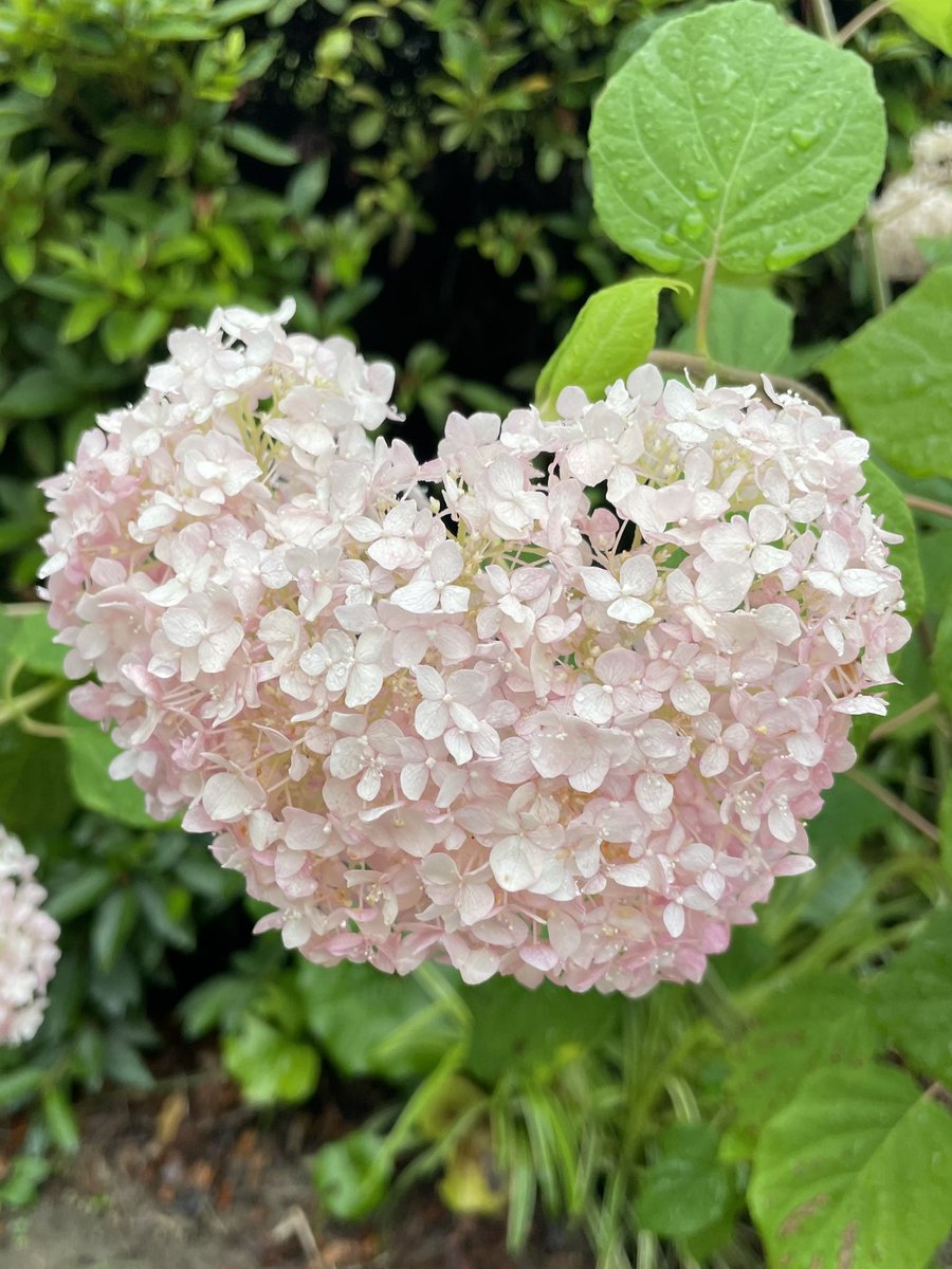 ハート型に咲いたアジサイ❤️

梅雨ならではの楽しみですね😊