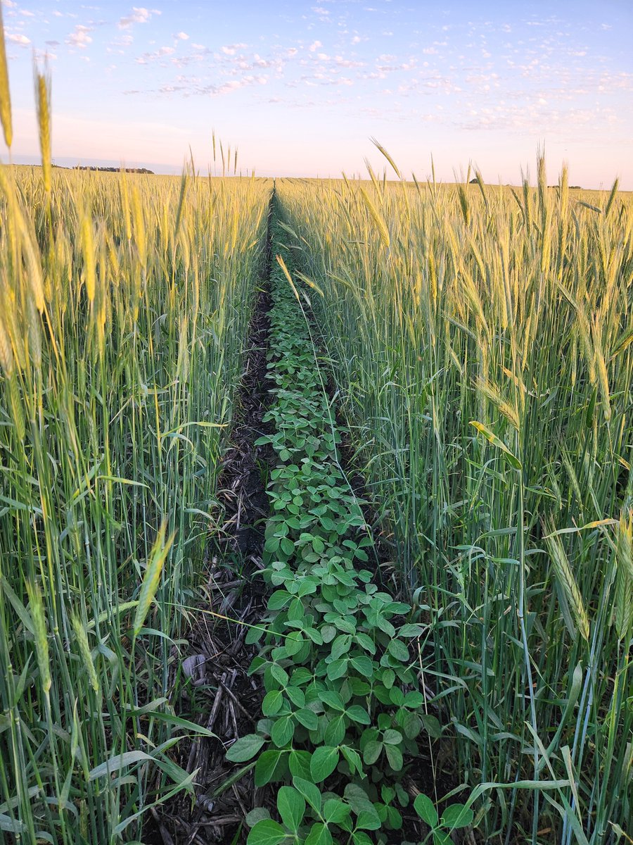 Relay Rye in MN. Will be interesting to see how it progresses. Already planning some changes for next year. <a href="/jasonmauck1/">Jason Mauck</a>