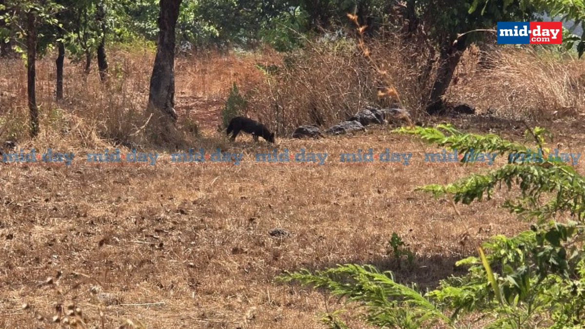 Ranjeet Shamal Bajirao Jadhav (@ranjeetnature) on Twitter photo An exceptionally rare melanistic wild dog has been sighted at Maharashtra’s #SahyadriTigerReserve — arguably only the second recorded instance in nearly a century!
📍350 km from Mumbai
📹: Digvijay Patil | via <a href="/ranjeetnature/">Ranjeet Shamal Bajirao Jadhav</a>
#Wildlife #MelanisticWildDog #IndianWildlife An exceptionally rare melanistic wild dog has been sighted at Maharashtra’s #SahyadriTigerReserve — arguably only the second recorded instance in nearly a century!
📍350 km from Mumbai
📹: Digvijay Patil | via <a href="/ranjeetnature/">Ranjeet Shamal Bajirao Jadhav</a>
#Wildlife #MelanisticWildDog #IndianWildlife