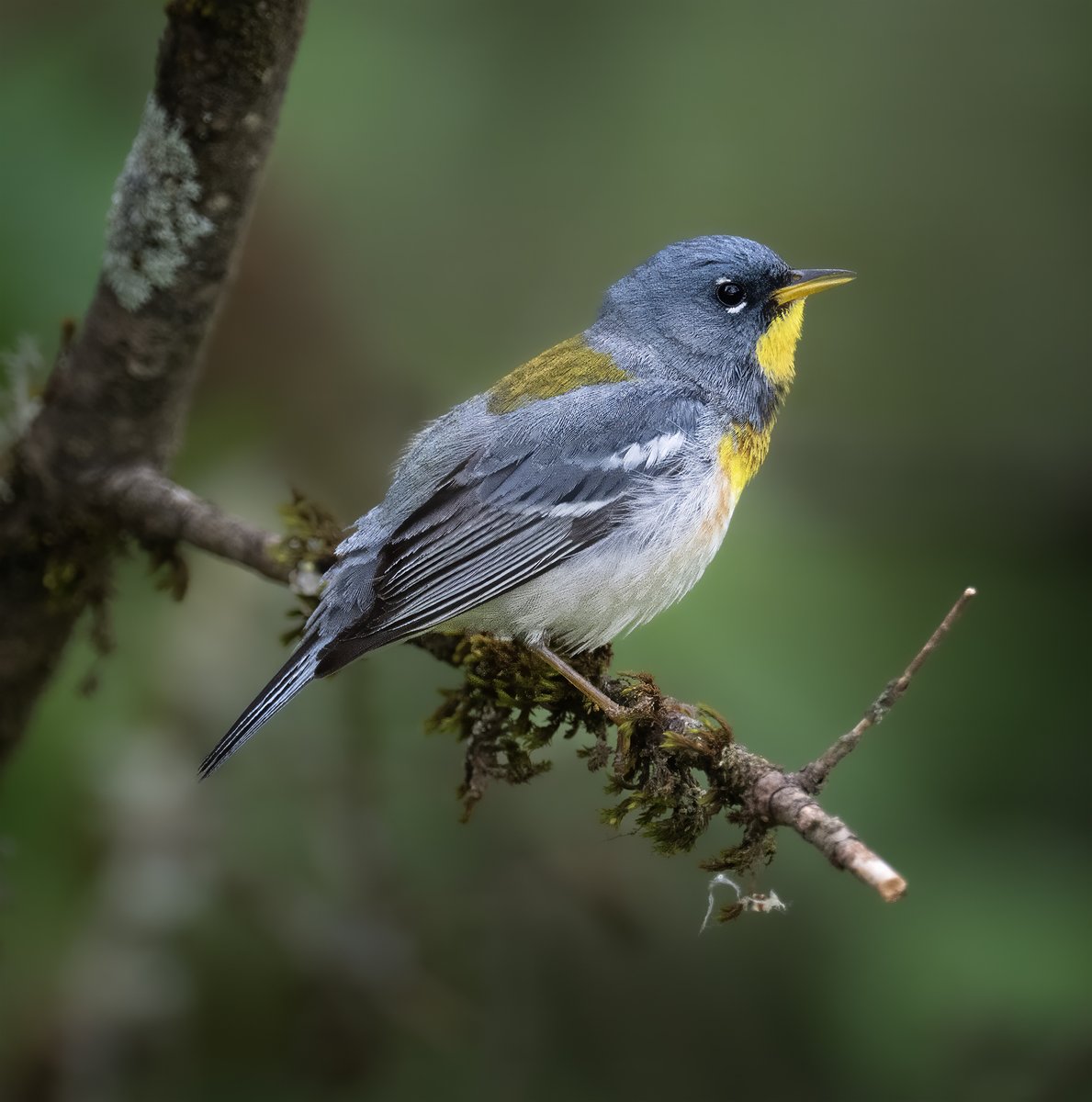 frpaulkammen's tweet image. A Northern Parula from northern Minnesota (Koochiching County) on the forest roads. #birds #birdphotography #nature #naturephotography #nikoncreators