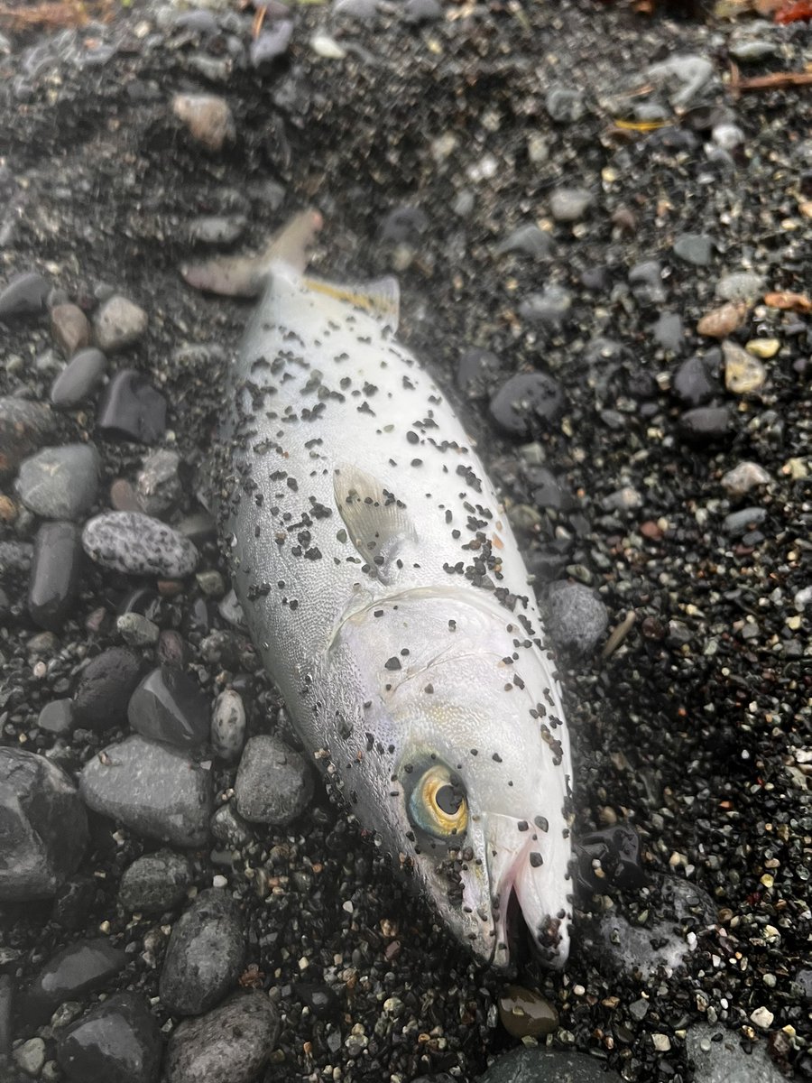 朝練完了☑️

カマス➡️イワシ➡️サバ➡️ワカシ

コンプリート🤗🐟

#西湘サーフ
#ワカシ