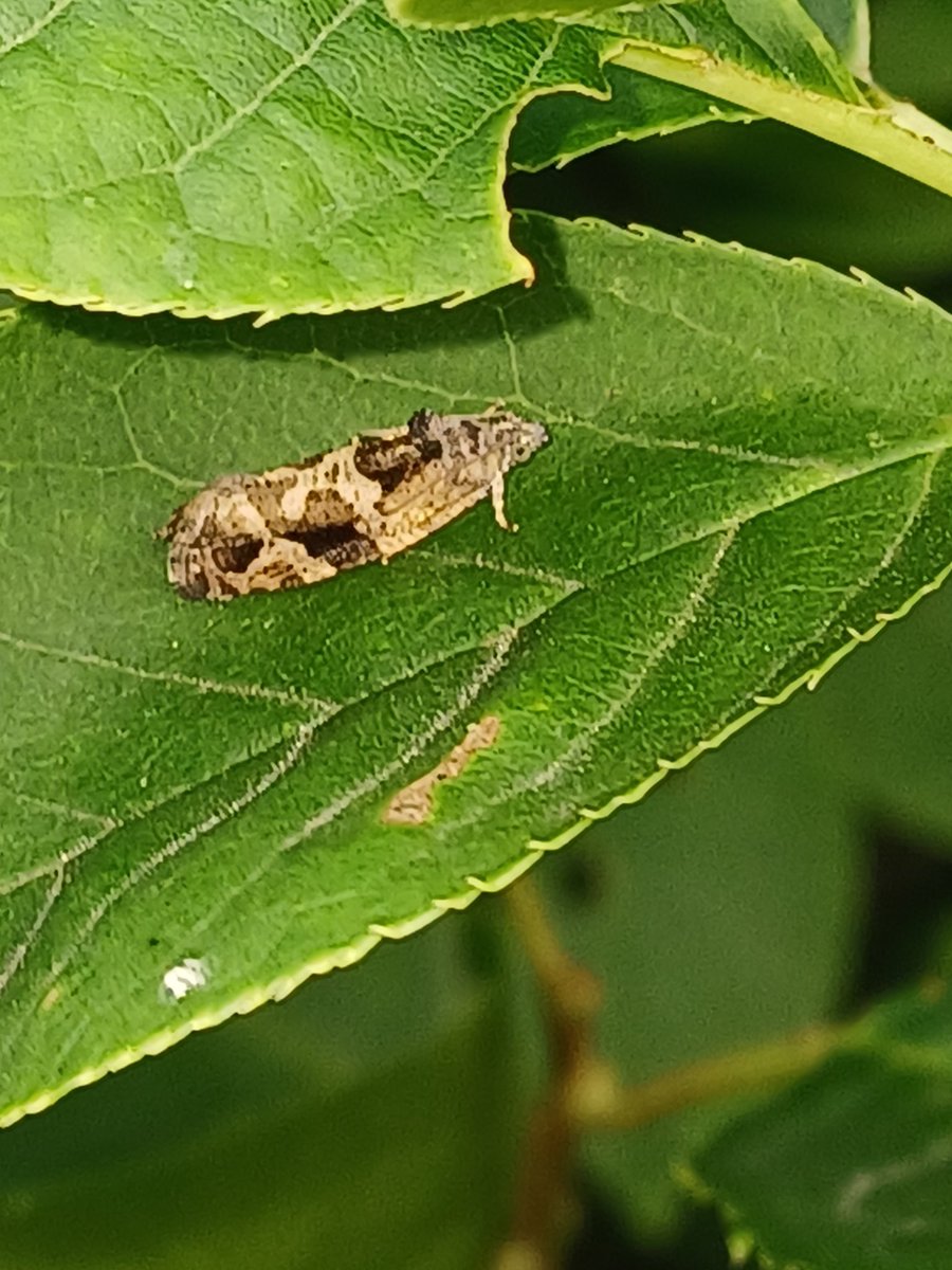 Klein rondje #panbos / pan van #Persijn #bioblitz katwijk 2025