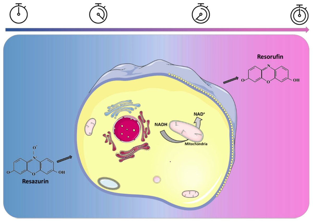 Biosensors_MDPI's tweet photo. 📣 Call for Reading:
#Review
Standard Operating Procedure to Optimize Resazurin-Based Viability Assays
by Jessica Petiti, Laura Revel, Carla Divieto
https://t.co/qZ4SlusbbI
#cellviability #resazurin #assay
#biosensors #openaccess #mdpi https://t.co/llg70hv3ku