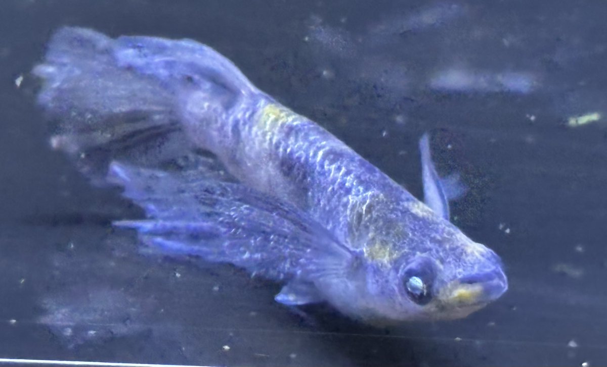 誠メダカ (@tomo__medaka) / Posts / X