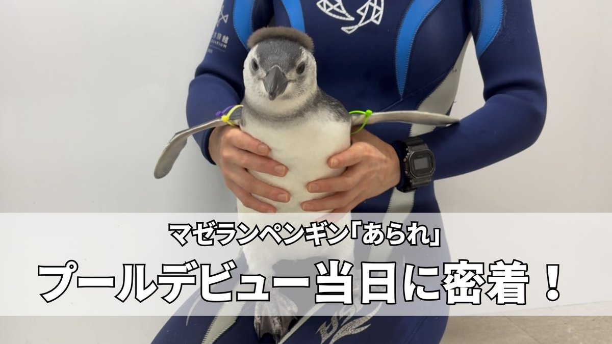 YouTubeアップ✨/ 6/21にプールデビューしたマゼランペンギンあられ