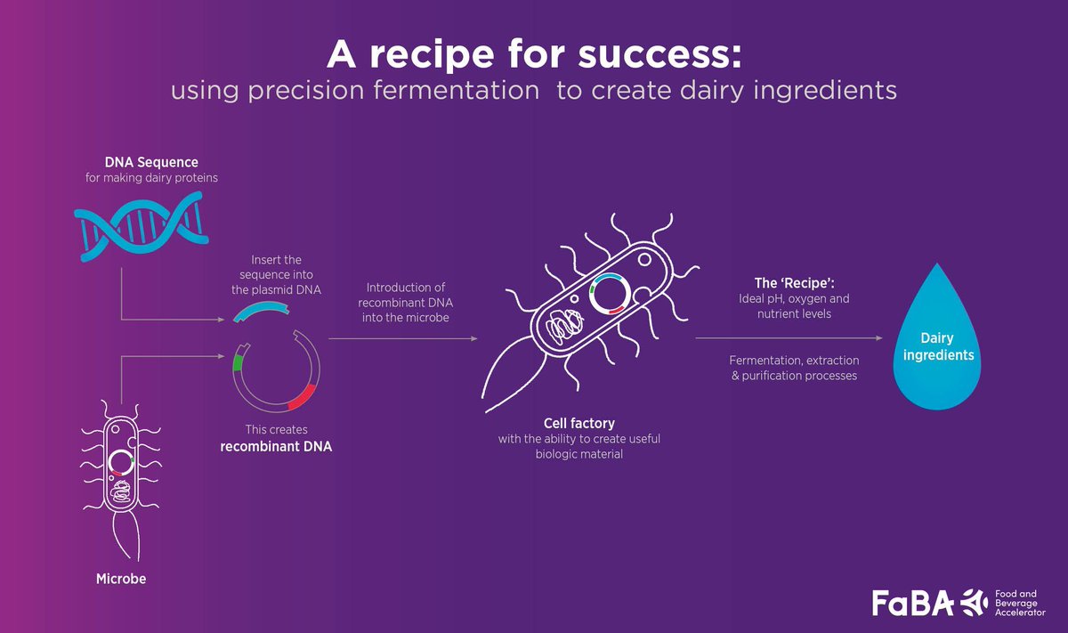 AIBNatUQ's tweet image. AIBN’s Professor @Es_Marcellin and his team at The University of Queensland's Australia's Food and Beverage Accelerator (FaBA) have fine-tuned a precision fermentation ‘recipe’ for producing dairy proteins. 🥛
You can check out the full story here 📖: buff.ly/9YBf7PU