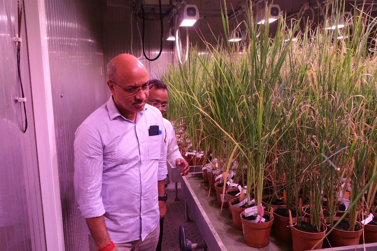 IRRI South Asia Regional Centre (ISARC) (@isarcofficial) on Twitter photo 🚜🌾 UP Agri Production Commissioner Shri Deepak Kumar visited ISARC to observe field trials & innovations in Direct Seeded Rice (DSR), and appreciated ISARC’s efforts in scaling DSR across the state as a key step toward sustainable, cost-effective rice farming in UP
<a href="/UPGovt/">Government of UP</a> 🚜🌾 UP Agri Production Commissioner Shri Deepak Kumar visited ISARC to observe field trials & innovations in Direct Seeded Rice (DSR), and appreciated ISARC’s efforts in scaling DSR across the state as a key step toward sustainable, cost-effective rice farming in UP
<a href="/UPGovt/">Government of UP</a>