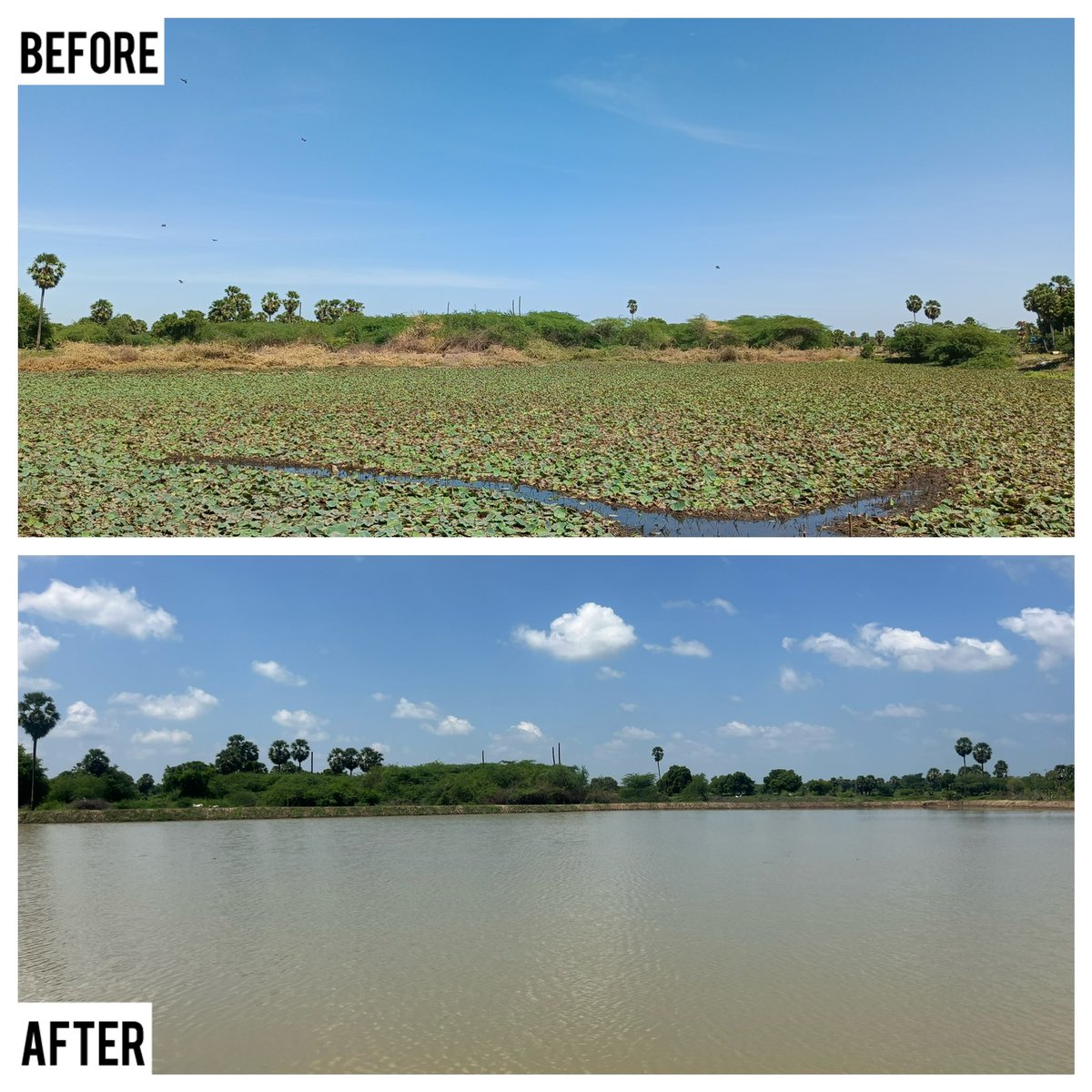 “This is our 215th Waterbody restoration project out of the 264 projects that we have done so far”

This is the transformation video of Poiyyadhanallur pond located in Aavudaiyar kovil taluk, Pudukkottai district. 

Area of the lake: 8 acres
Water storage capacity: 120000000
