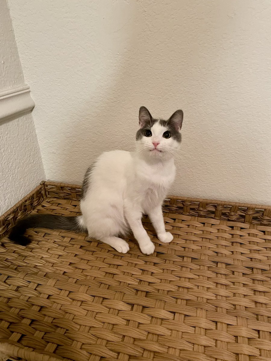 feederofcats's tweet image. wonton girl jumped up there by herself!! first time I've seen her jump since the accident 😭 she's so proud of herself