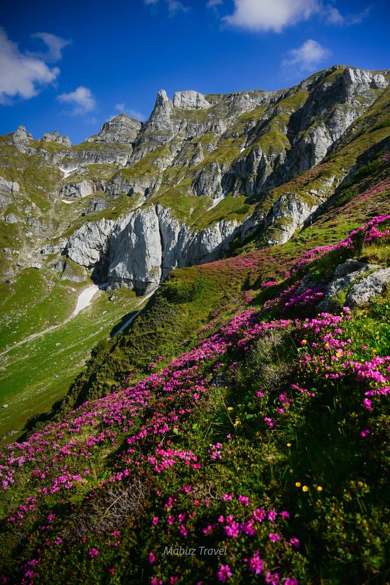 Travel_2Romania's tweet photo. Valea Ciubotea, Bucegi 🌸🌿⛰️
17 iunie 2025
#mabuztravel #Iunie2025 #Ciubotea #smardar #bujordemunte #muntiibucegi #bucegimountains
📸 Marius Popa https://t.co/ub33npS4w8