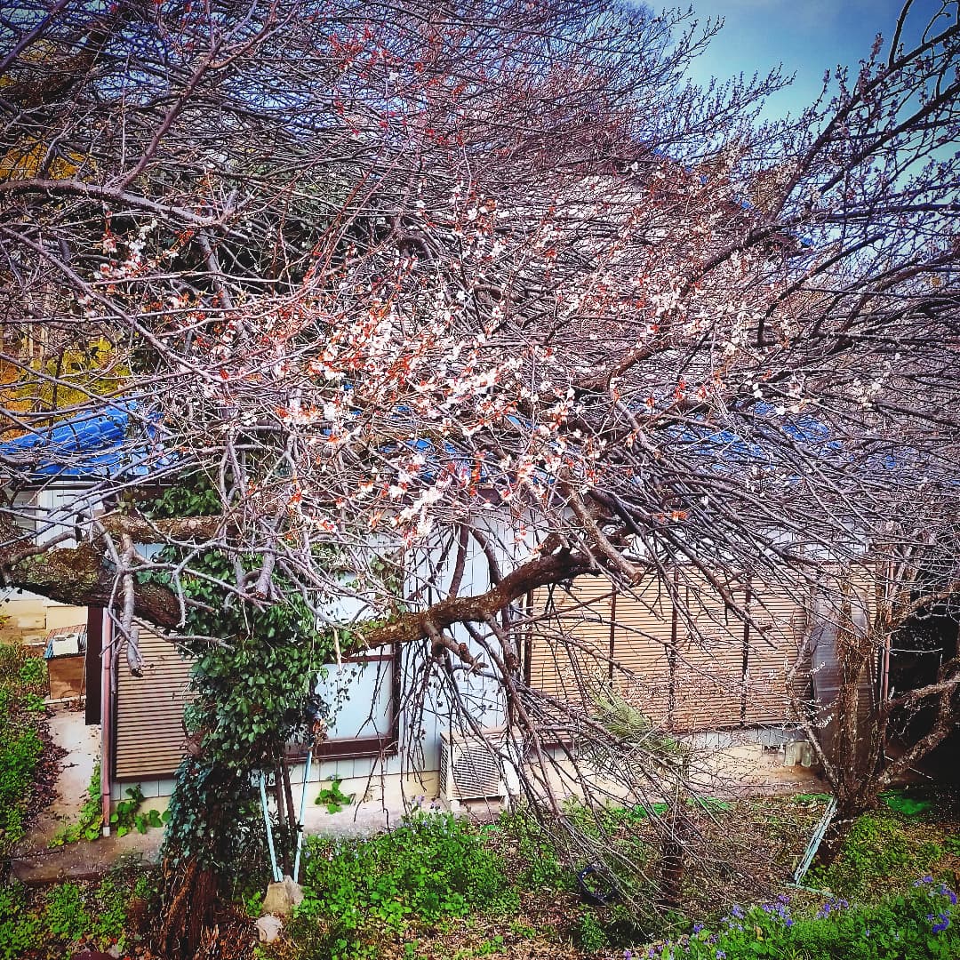 JeenaAndow's tweet image. 9枚目:
本町田の地主のお屋敷、3月中旬で桜が咲き始めていた。

10枚目:
藤の台団地の電柱。光ケーブルが絡まった犬の毛のようで、体がムズムズしてくる。ブーメランでケーブル断ったらご家庭のインフラが大ビンチじゃないか！　

#桜 #藤の台団地 #光ケーブル #電柱 #電柱写真 #電柱のある風景