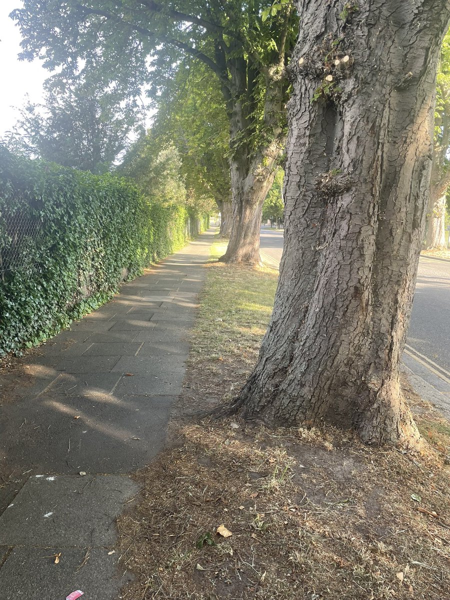 Nico2lette's tweet photo. #thicktrunktuesday #treefolk #Chiswick outside @Chiswickschool near Chiswick House Gardens………a line on huge horse chestnuts. 
Moo my dog has to sniff every one. It takes sometime …….. https://t.co/7kALQAMkWN