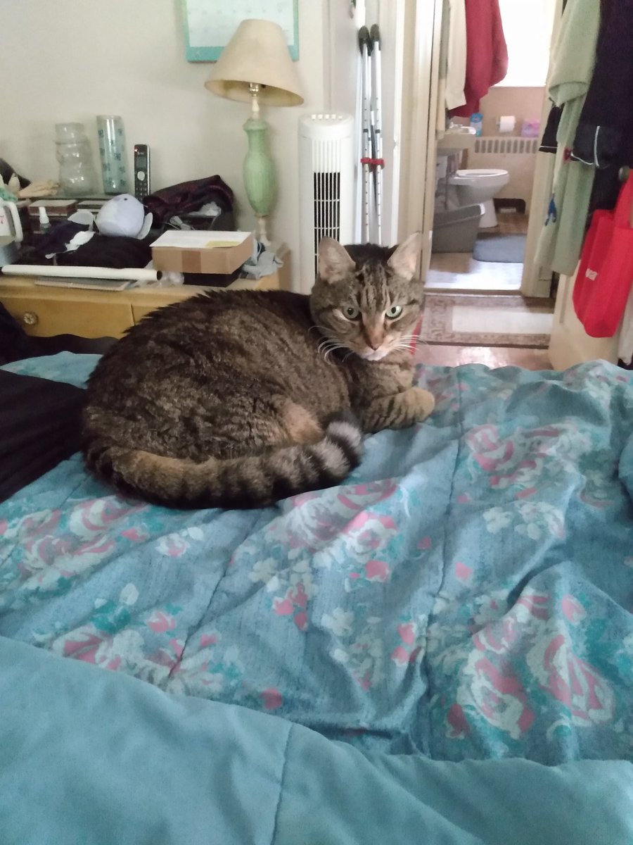 Well Heath is now Angel Heath. He was just assisted over the Rainbow 🌈 Bridge. We didn't have the heart to put him through all the tests and scans it would take when we could tell it was his time. He was our best friend for 12 years. Now it was time for us to be his. #CatsOfX