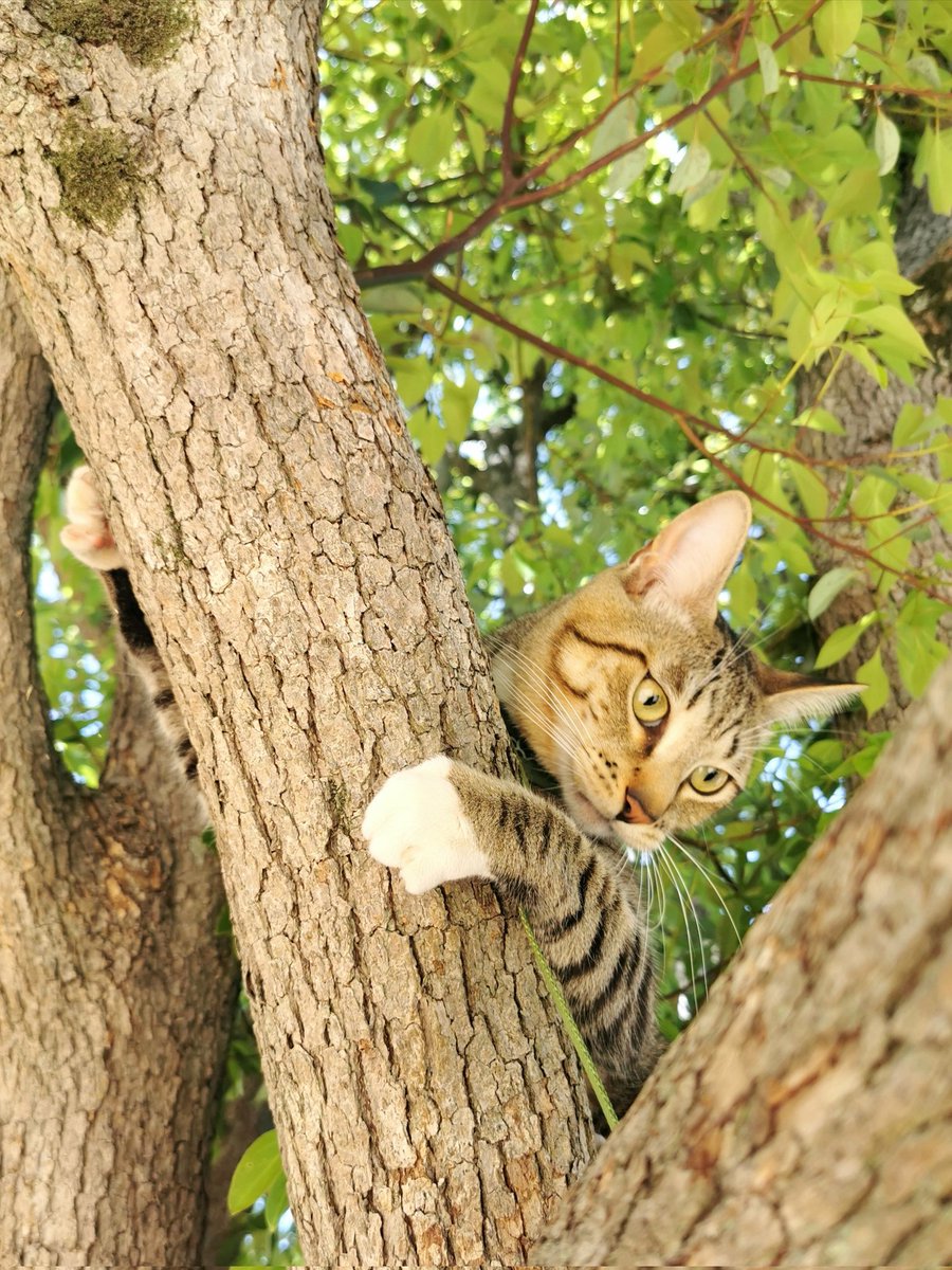 余談ですが...
『彼岸島48日後』祝☆連載400回
#祝いの丸太を掲げよ 
でRAYWOODの𝕏担当が投稿した写真がコチラです😂😼

松本光司先生にいいね・リプライ頂戴しました( `RwD´ )ゞ