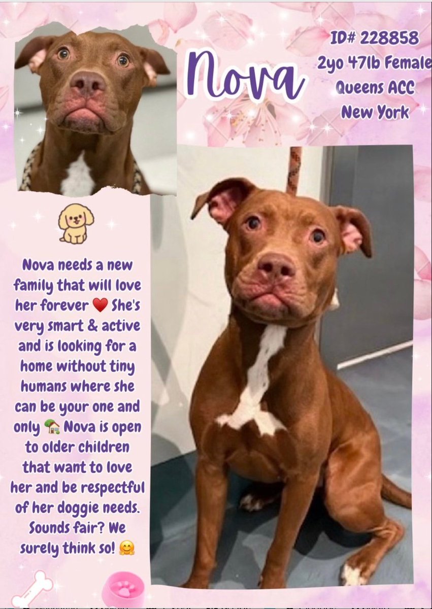 NOVA 🌺.  #228858   2yr old Girl 🌺.  NYCACC 
This young lady is a beauty 🥰 Obviously dumped 
she's in a scary place and needs a loving home 🏡 
Very smart with young energy and spirit!!
She deserves to be loved 💗
#Adopt
#Foster
#Pledge4Rescue 
LOVING HOME WANTED 💗🏡💗💗💗💗💗
