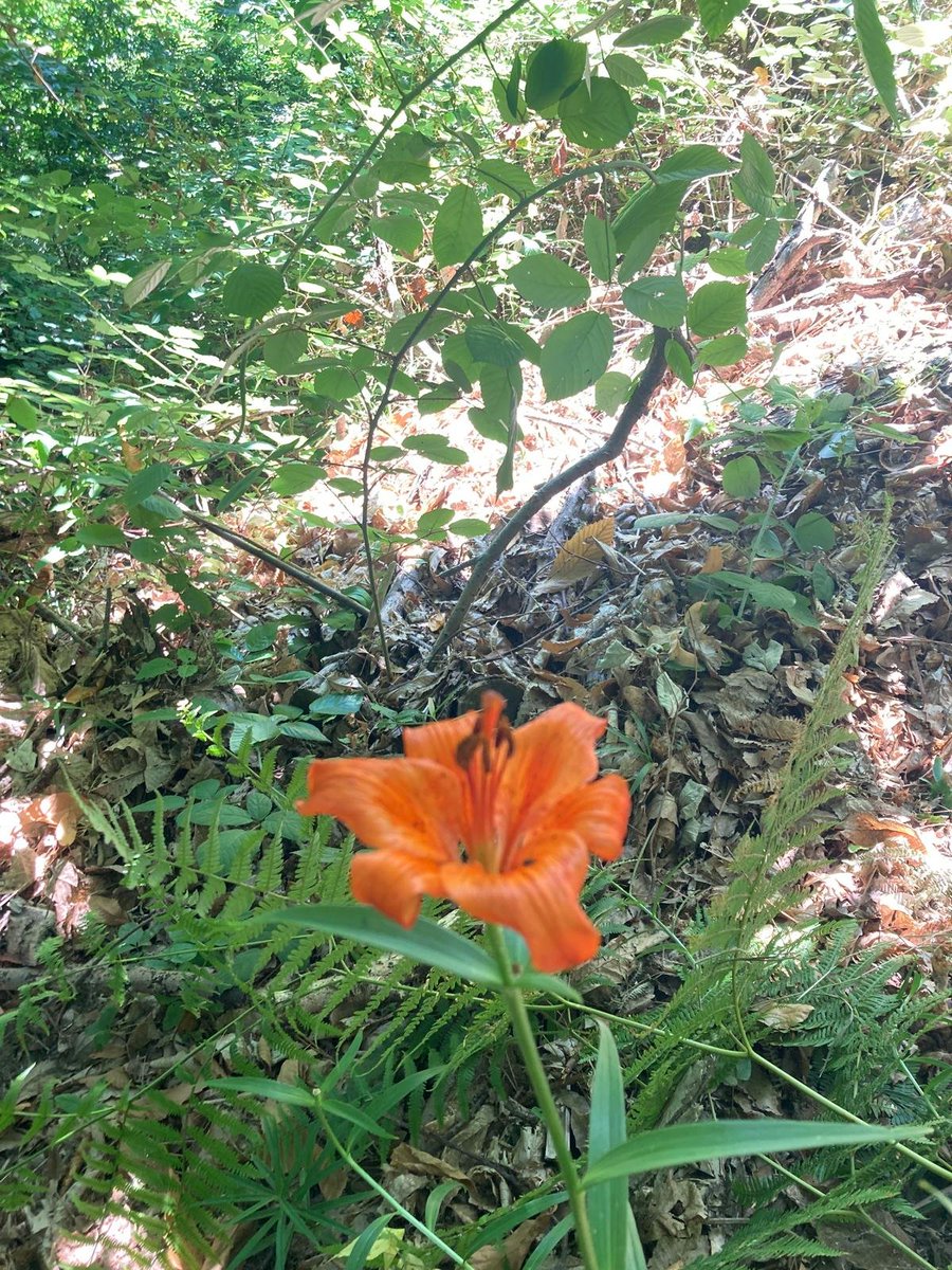 San Giovanni e il suo giglio.
Fiore protetto, fiorisce intorno al solstizio d'estate. Associato alla festa di San Giovanni Battista di cui simboleggerebbe il martirio.
Ammirare e non ticcare nel sottobosco in zona Gaixella - Pietre Strette - Bocche.
#floraspontanea #sangiovanni