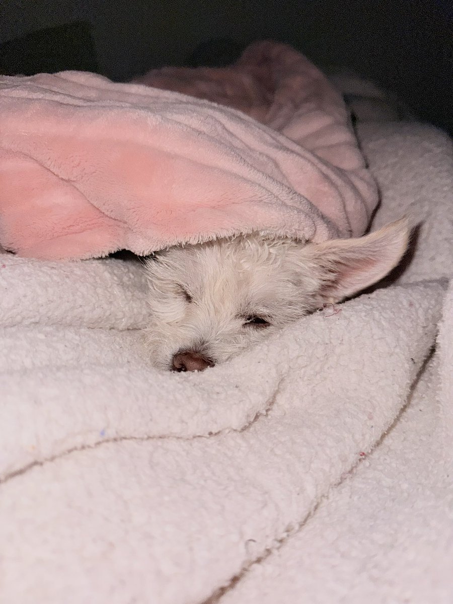 andymlndzz's tweet photo. coco no se puede imaginar lo que mi corazón lo ama🥹🤍✨ https://t.co/8JAo4r8K3o