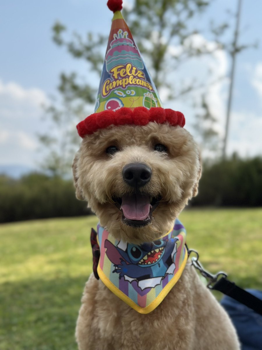 adymana's tweet photo. @soy_abelardo El hermoso Benny Oso! A penas cumplió un año en Mayo, es un bebé todavía 😍🥰 https://t.co/X4ut2bDjVj