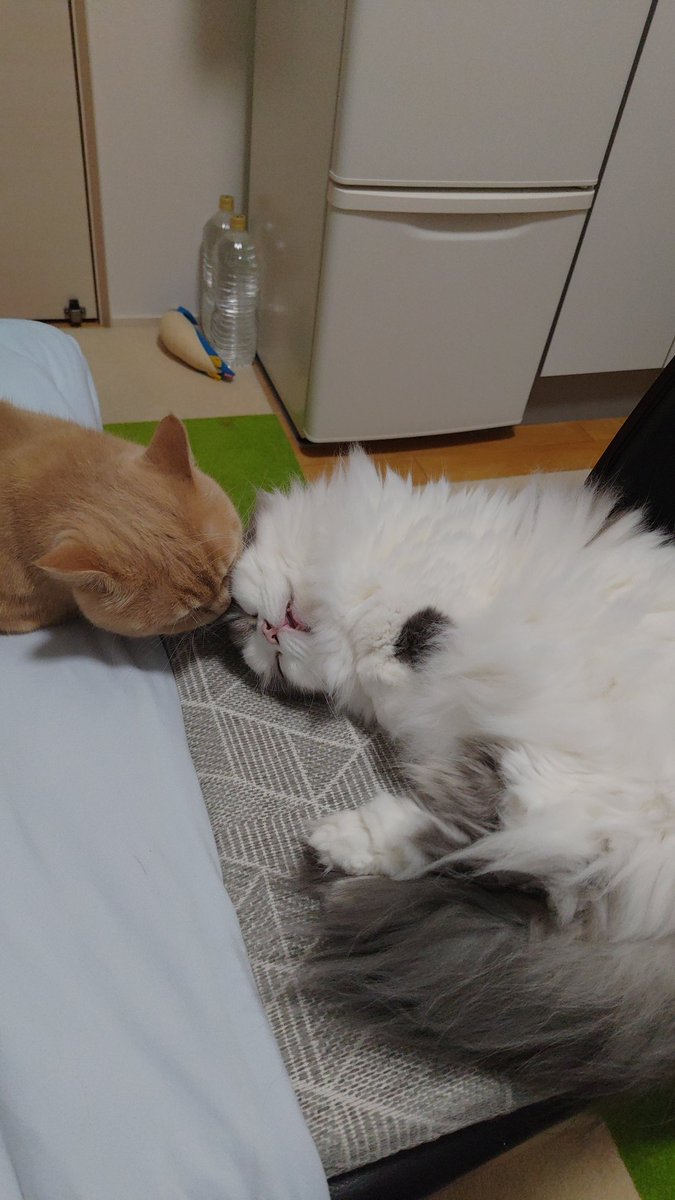 CatTakuma's tweet photo. ログインできた記念に最近の二人の写真を置いておきますね(´・ω・｀)

最近は不仲で、ミミーが寝ぼけてるかご飯準備中以外は近づくのを嫌がるから割と貴重なショット( ˘ω˘) https://t.co/yrQQkcnqW5