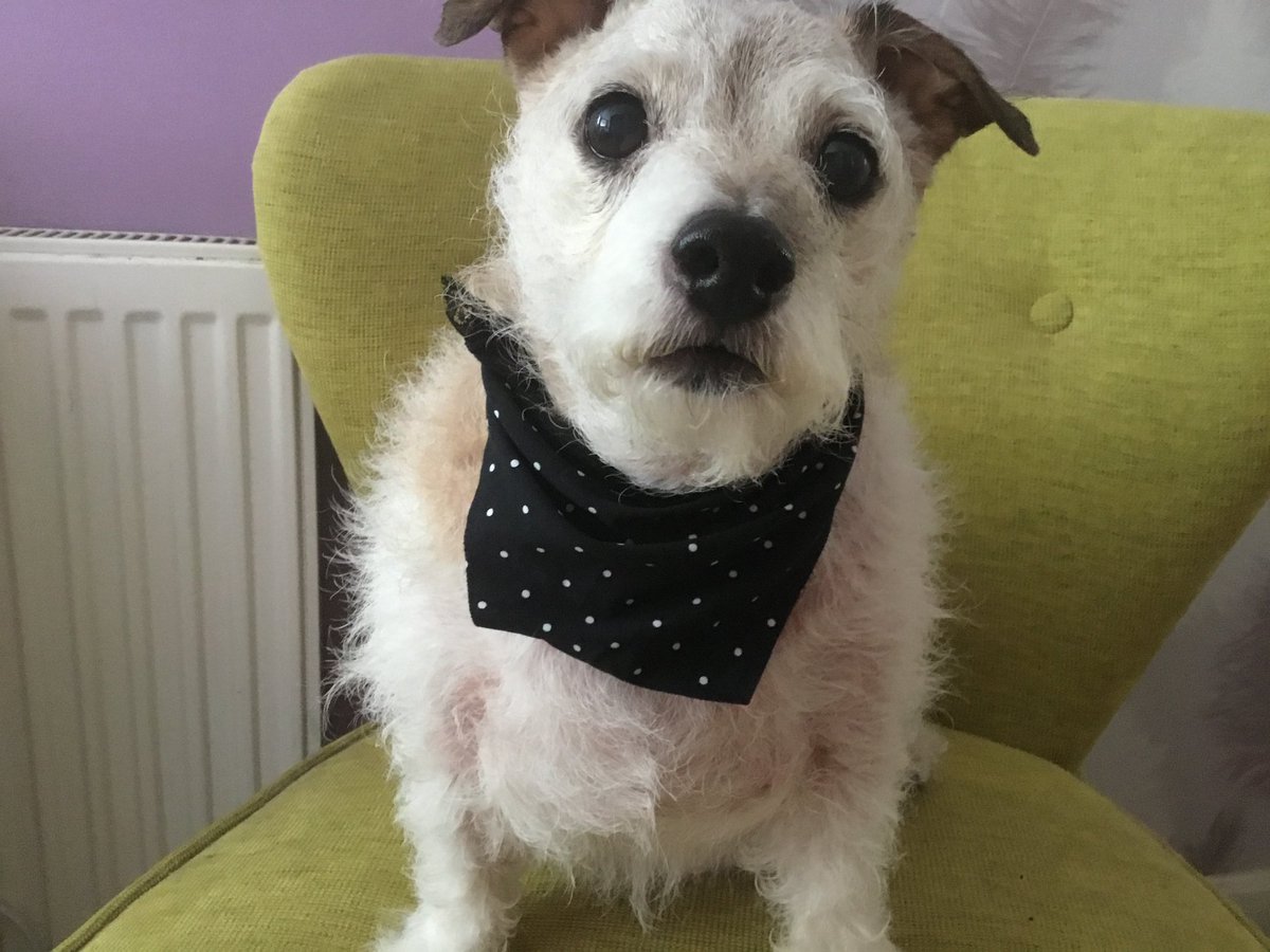 Puss Puss & Dottie ..Titch & Rupe OTRB tweet media