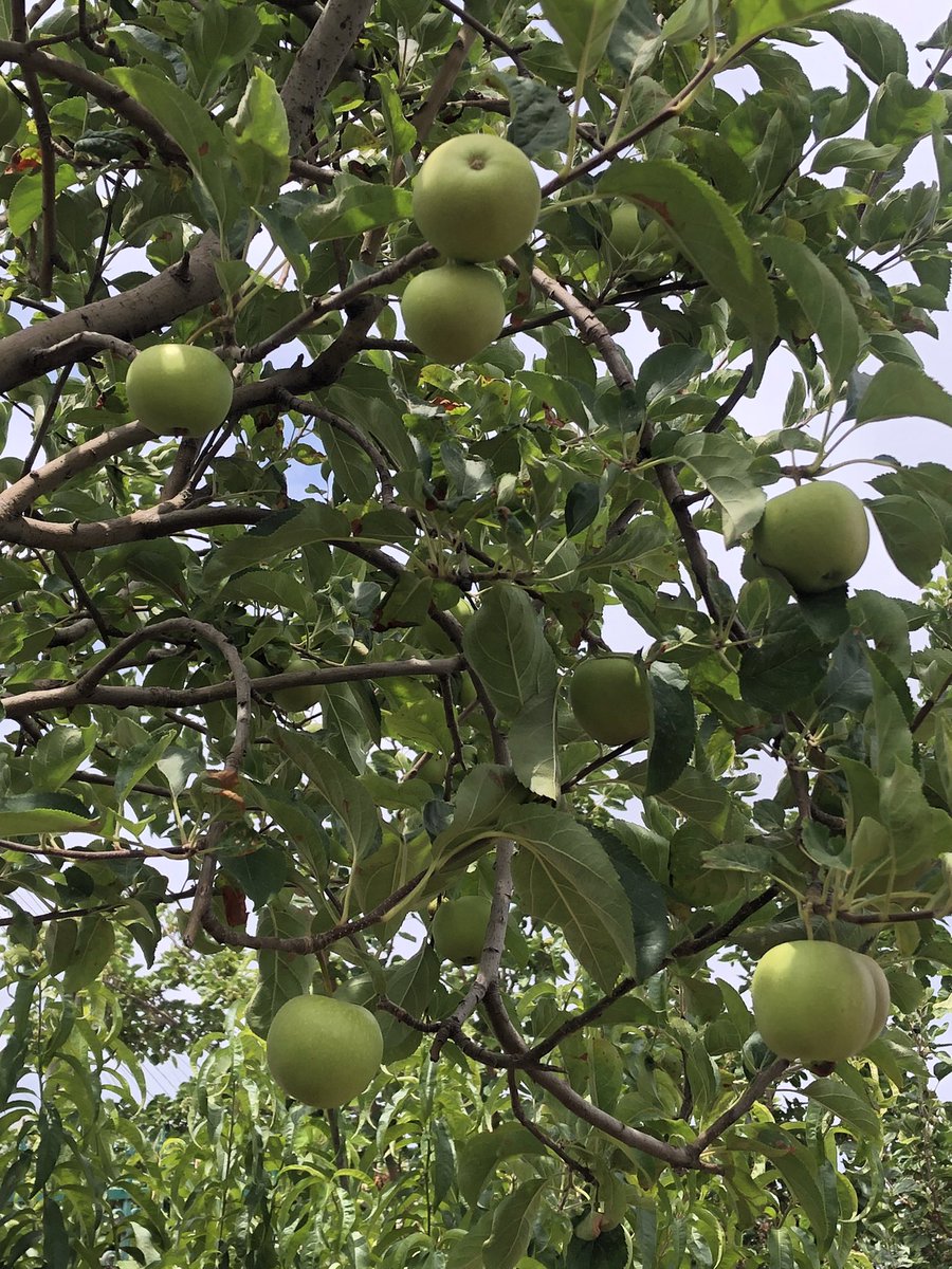 Good morning X-Friends…Happy Tuesday 🌼🍃☕️🌳☀️🍏🍏🍏💚
From my garden 📸

#TuesdayMorning 🌼 #CoffeeTime ☕️ #NatureBeauty 🌳 #StayPositive 💐 #PeaceAndLove 🕊️