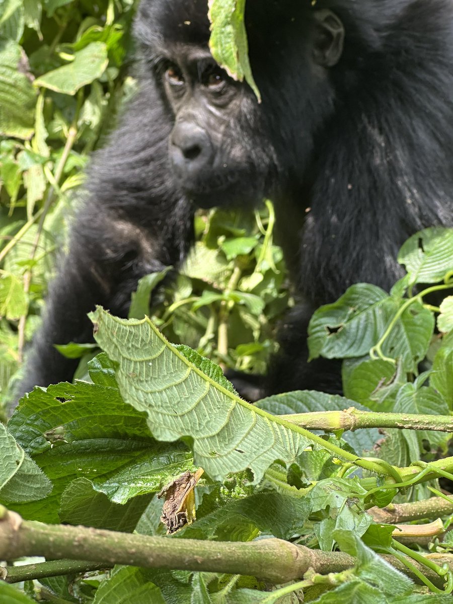 How old do you have to be to go gorilla tracking?

I once had to break it to a family that their 13-year-old couldn’t trek. It sucked. Truth is, you must be 15+. And if you’re sick, you’re out no exceptions. Rules protect the gorillas, but explaining that to a hopeful kid is tou