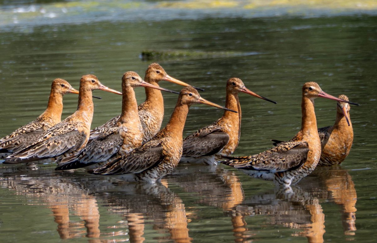 Few more of yesterdays Black tailed Godwits at Warnham NR, by Nisar…